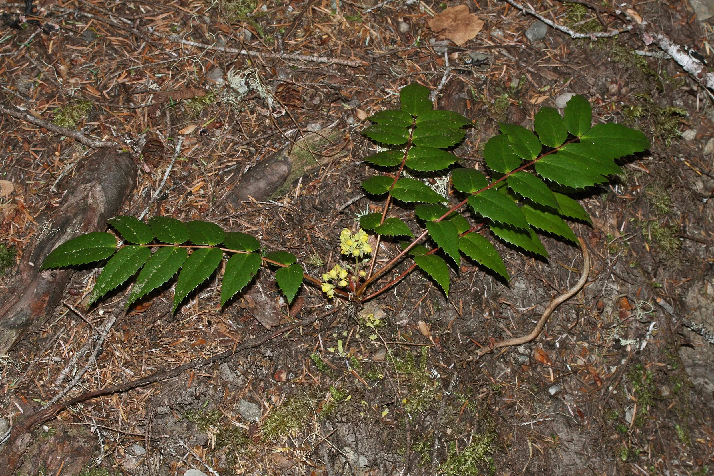 Mahonia_nervosa_5003.JPG