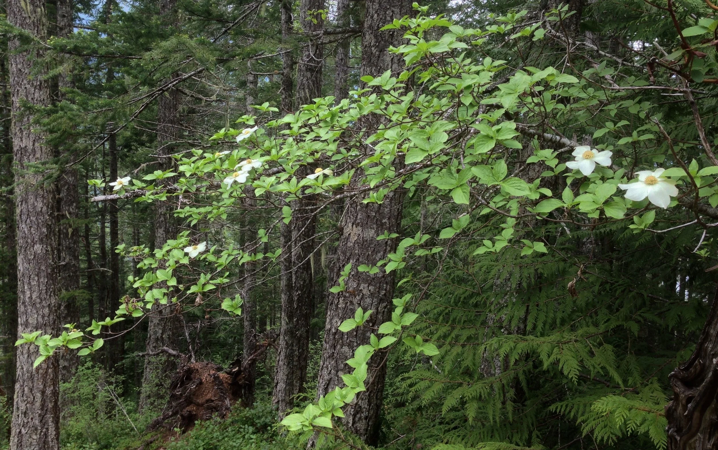 pacific dogwood in forest.jpg