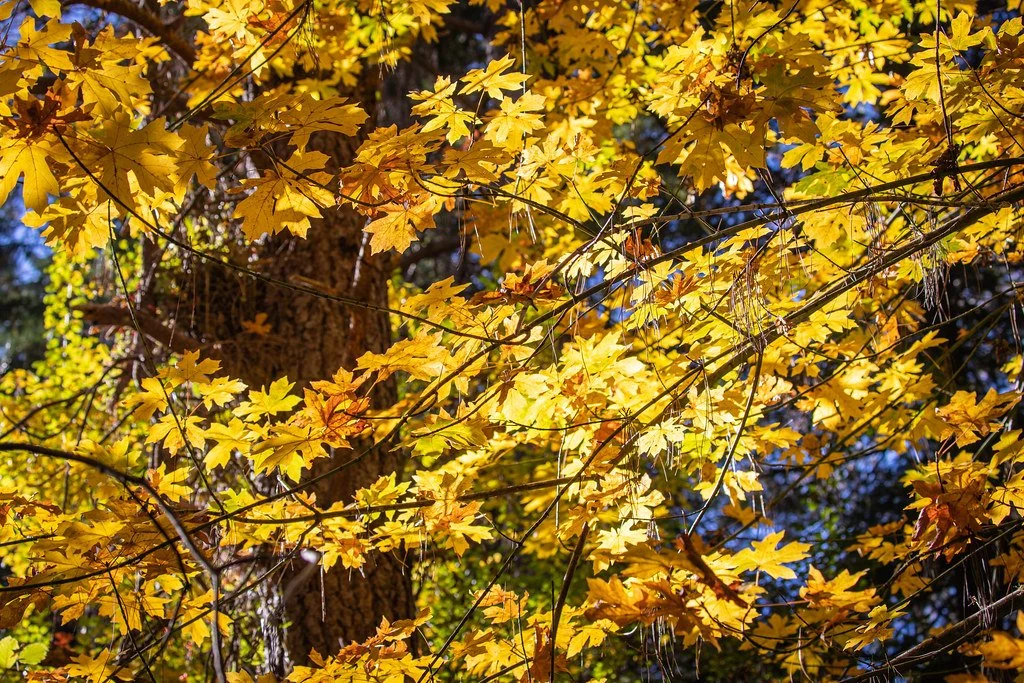 Tree Sale — VashonMaury Island Land Trust