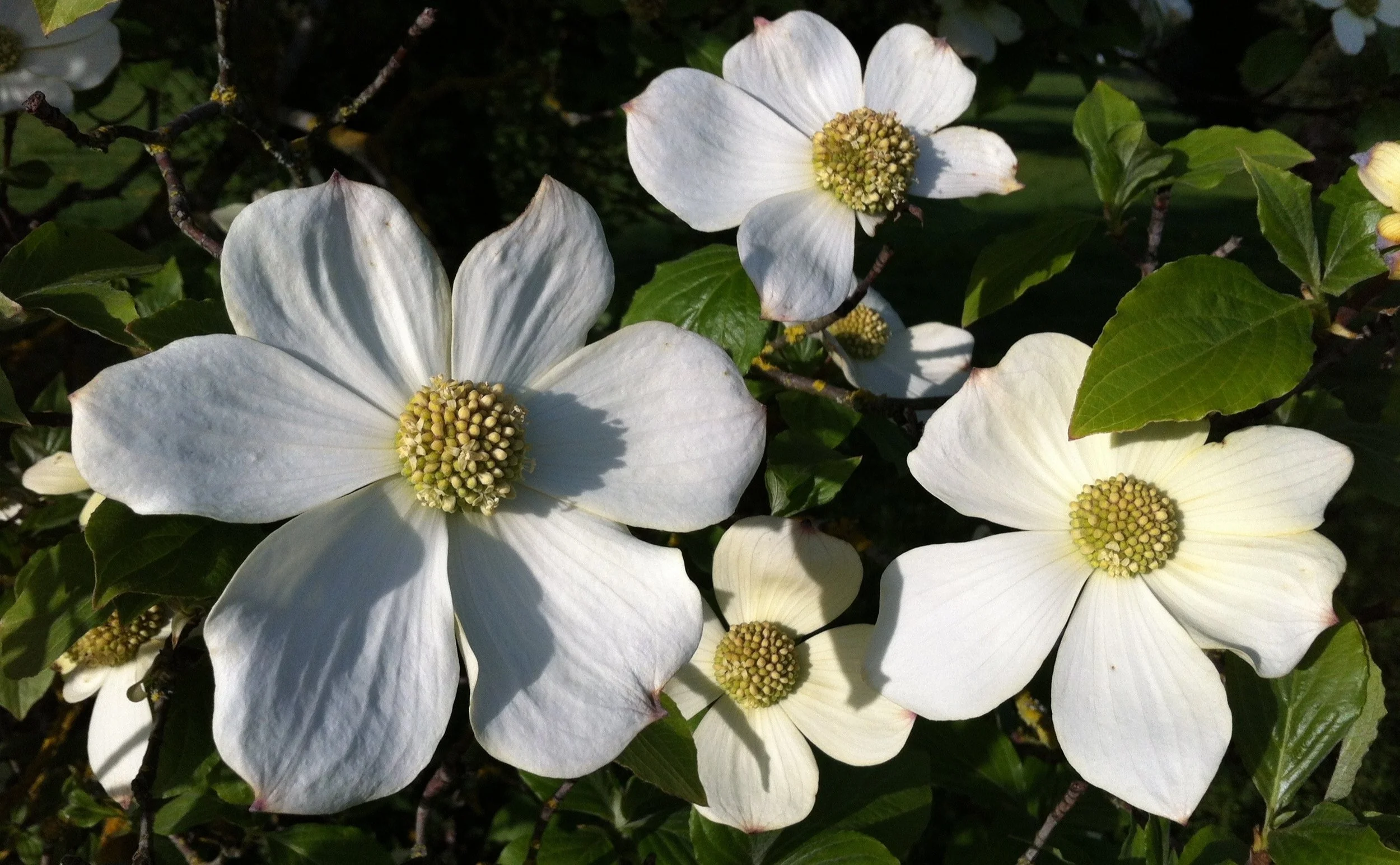 dogwood large.jpg