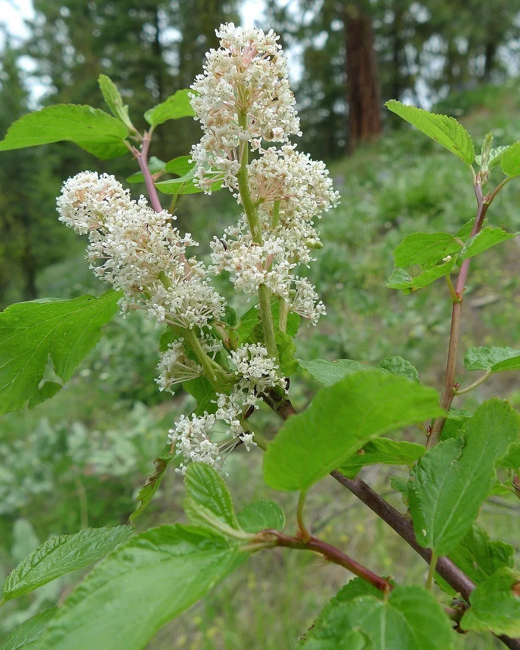 Tree Sale — VashonMaury Island Land Trust