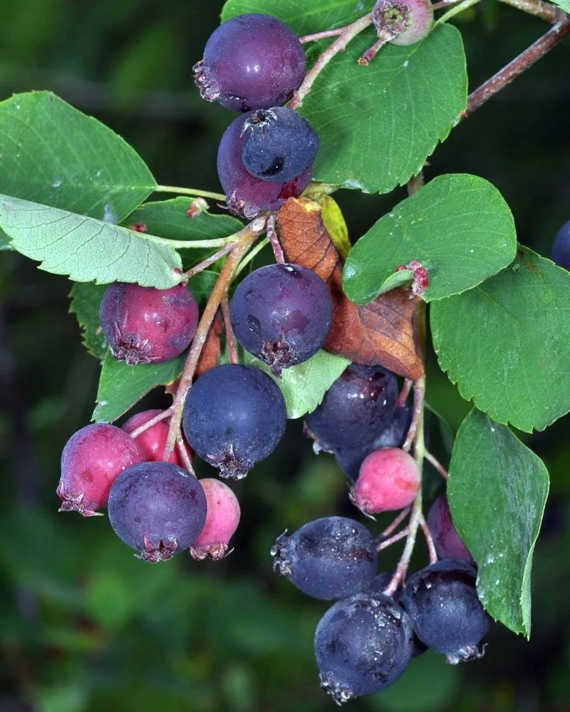 Tree Sale — VashonMaury Island Land Trust