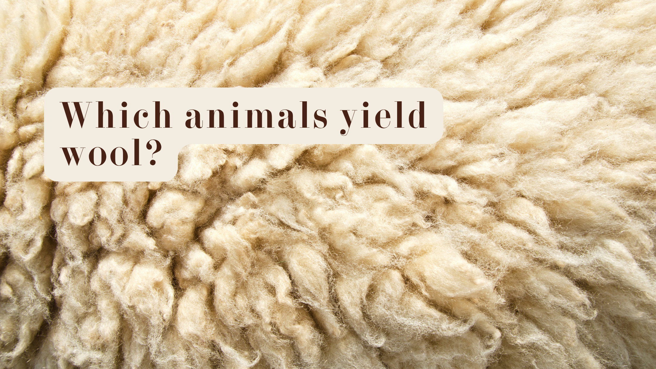 Animals That Yield Wool: Helpful Animals That Give Wool — Heavenly ...