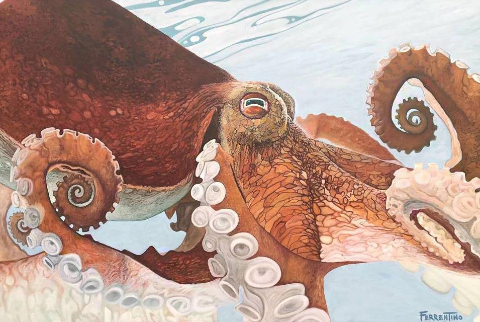 octopus.jpeg