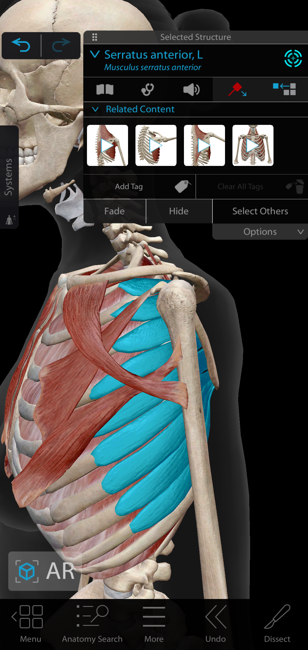 Screenshot_20221024-193352_Muscles & Kinesiology.png