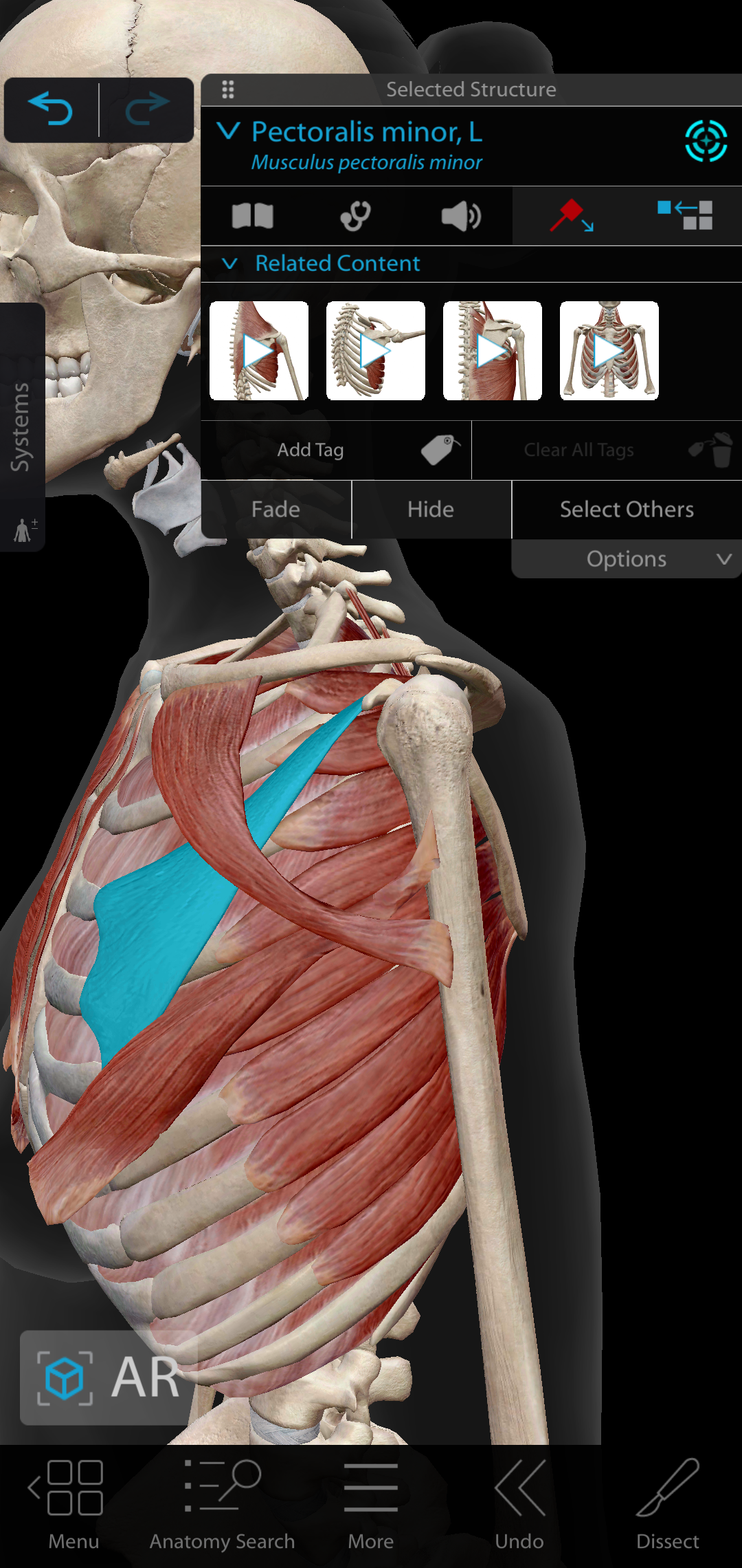 Screenshot_20221024-193342_Muscles & Kinesiology.png