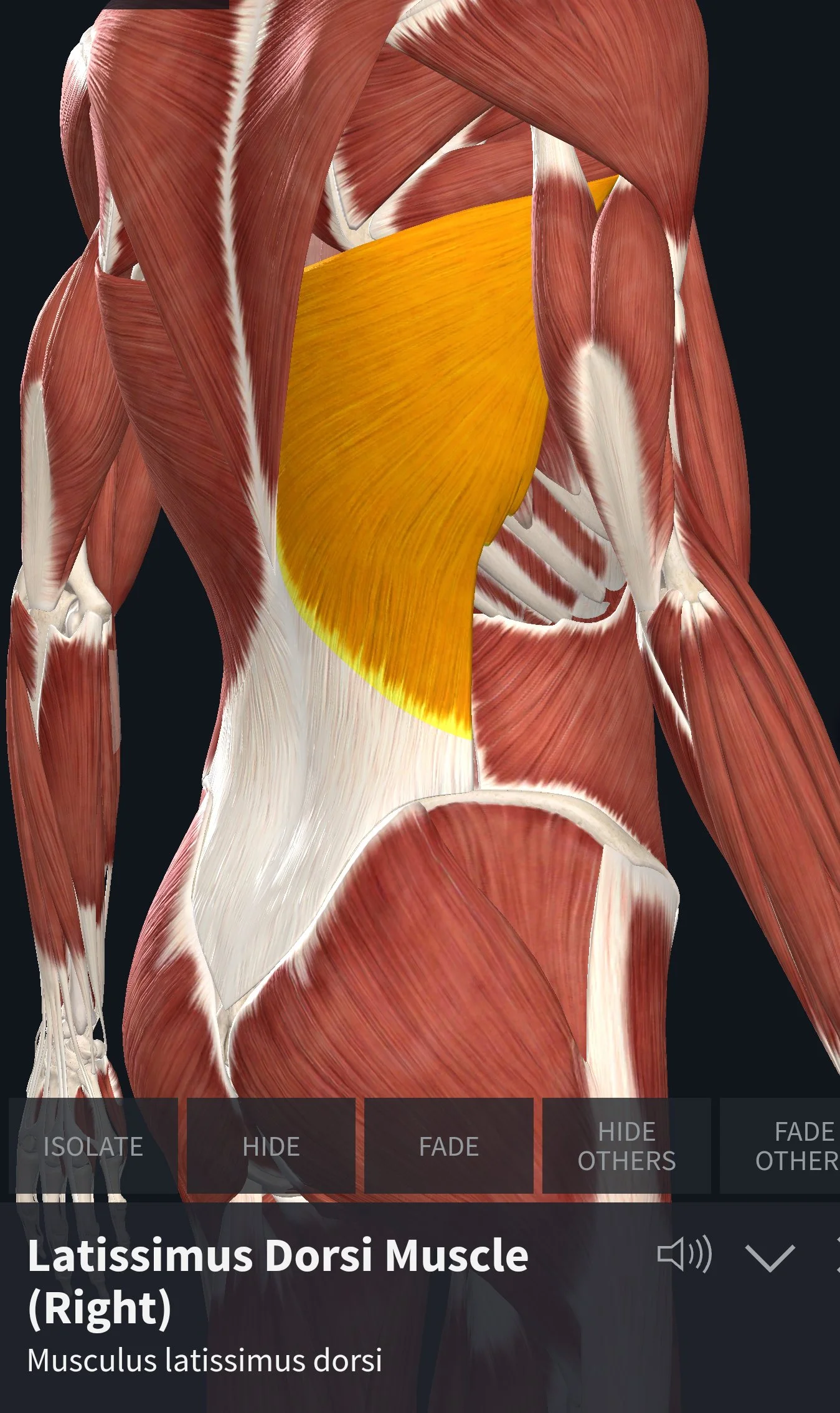 Screenshot_20220112-100531_Complete Anatomy 2022.jpg