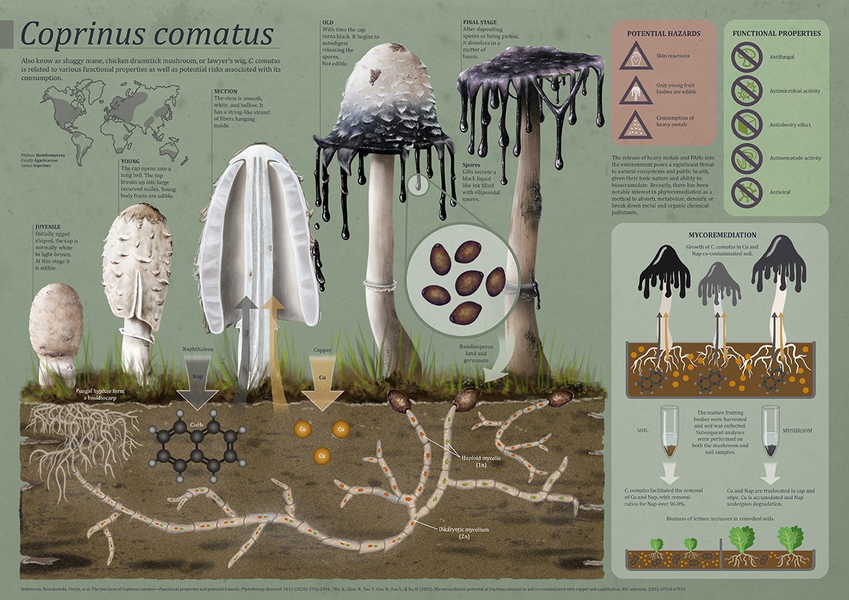 AlliedArtists-YleniaVimercati-PortfolioCoprinus.jpg