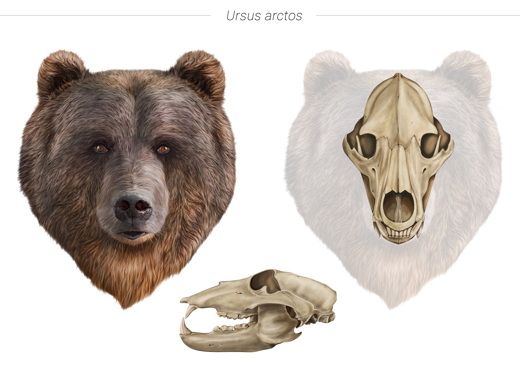 Illustration of a brown bear's head, its skull superimposed on a pale image of the head and a separate skull.