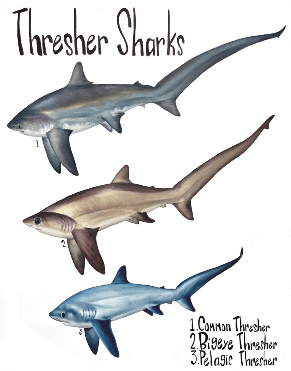 AlliedArtists:CarolineSlovensky:11ThresherSharks.jpg