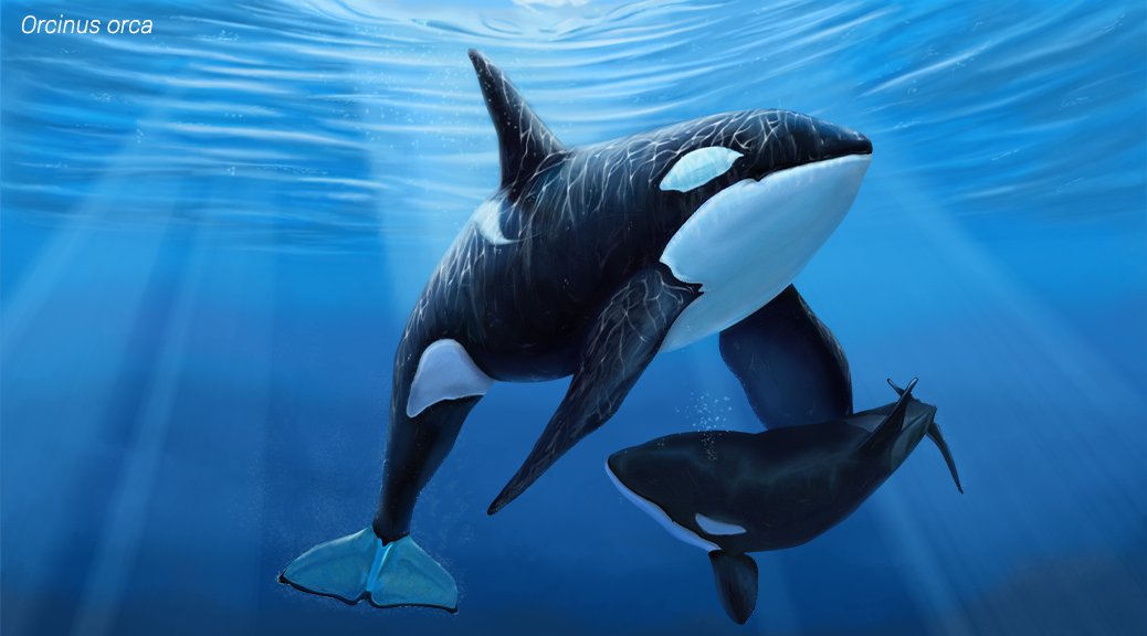 Illustration of two orcas in pale blue water.