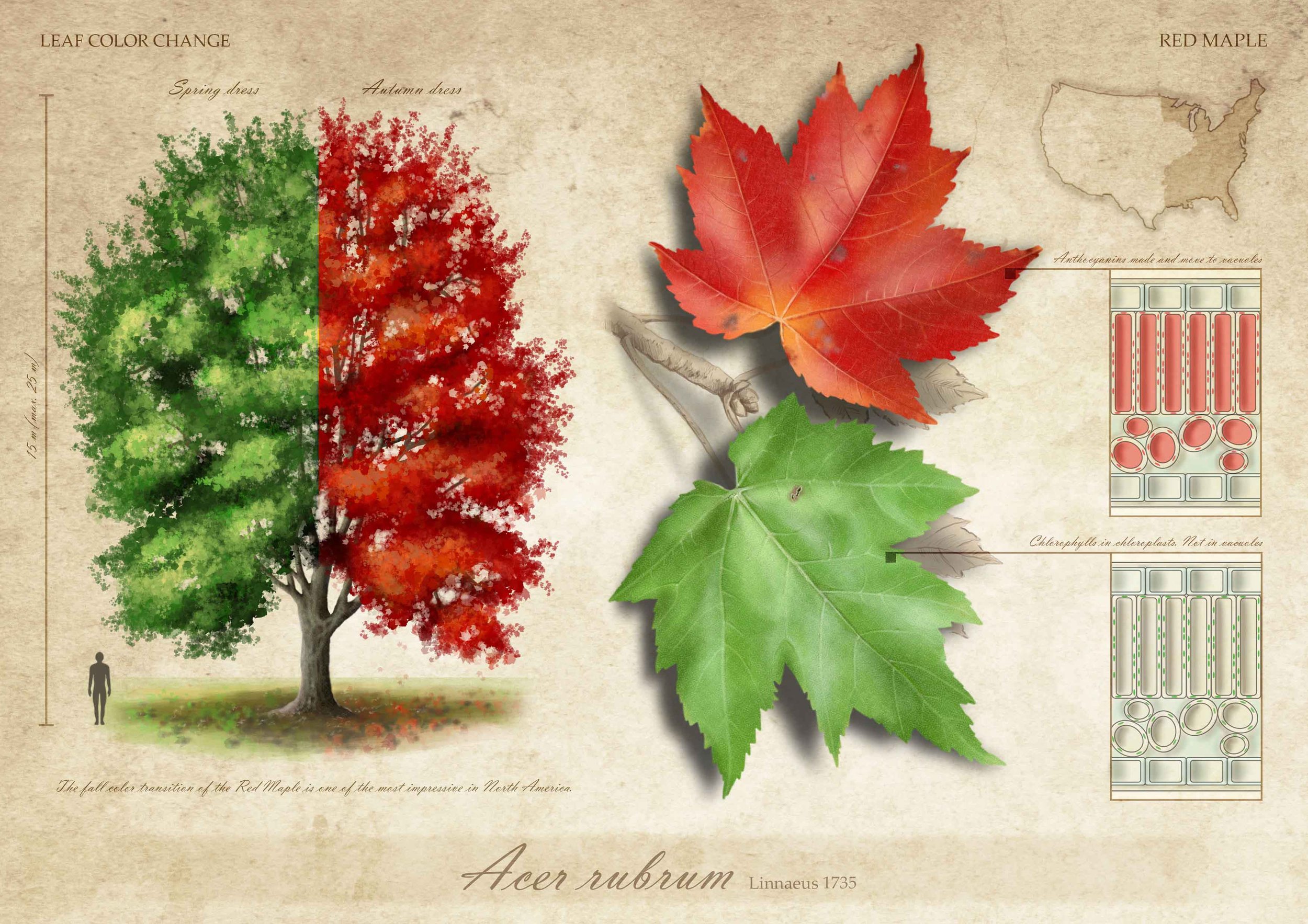 AlliedArtists-YleniaVimercati-PortfolioMaple.jpg