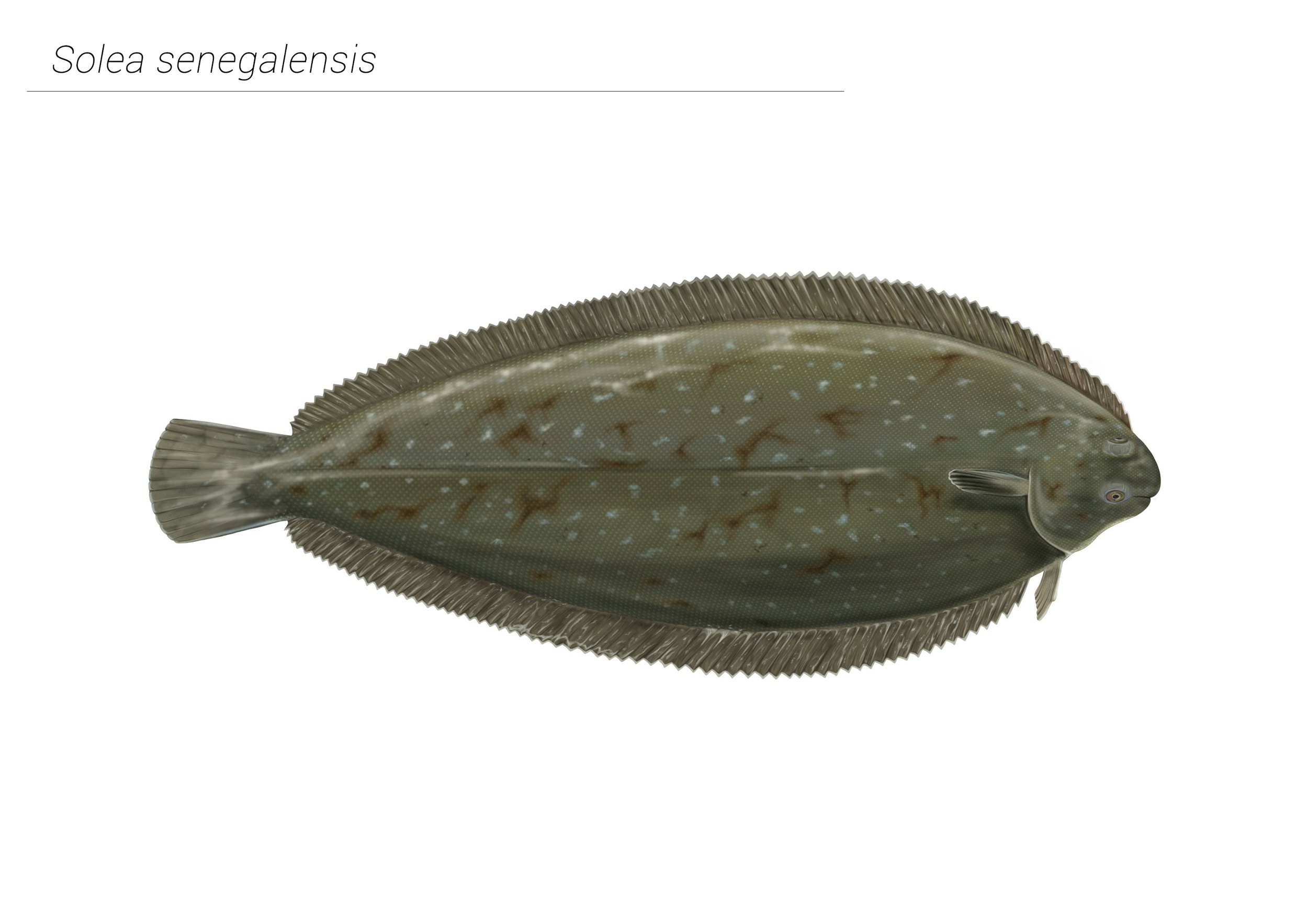Illustration of a Sole fish.