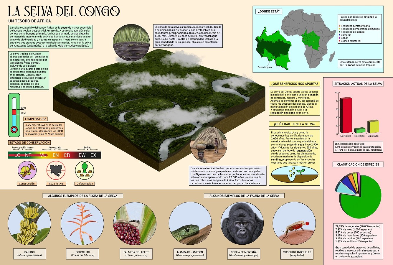 Cutaway illustration of a Congo jungle with multiple educational support illustrations and facts.
