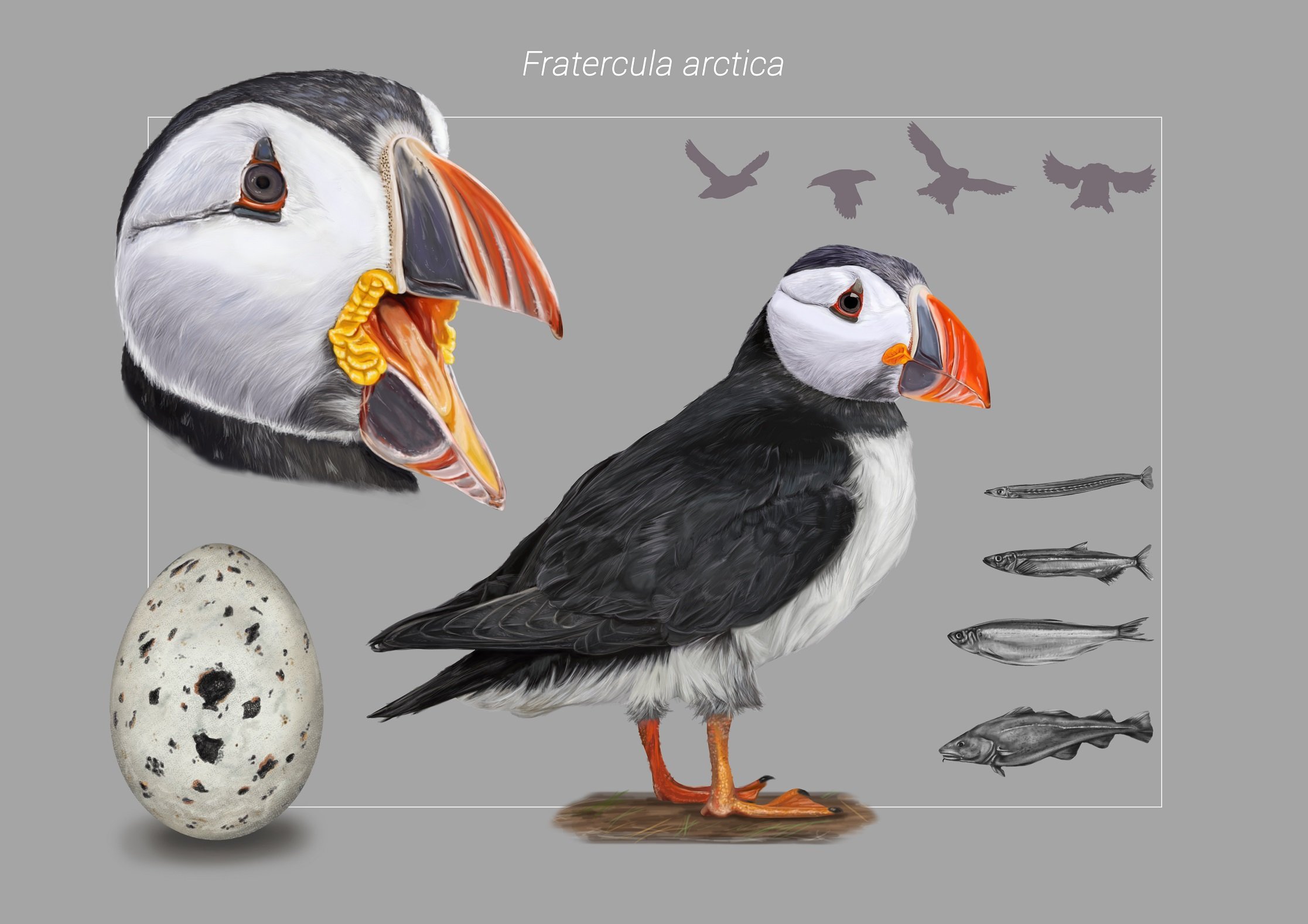 Illustration of a puffin, puffin's head, its egg, greyscale images of flying puffins and fish.