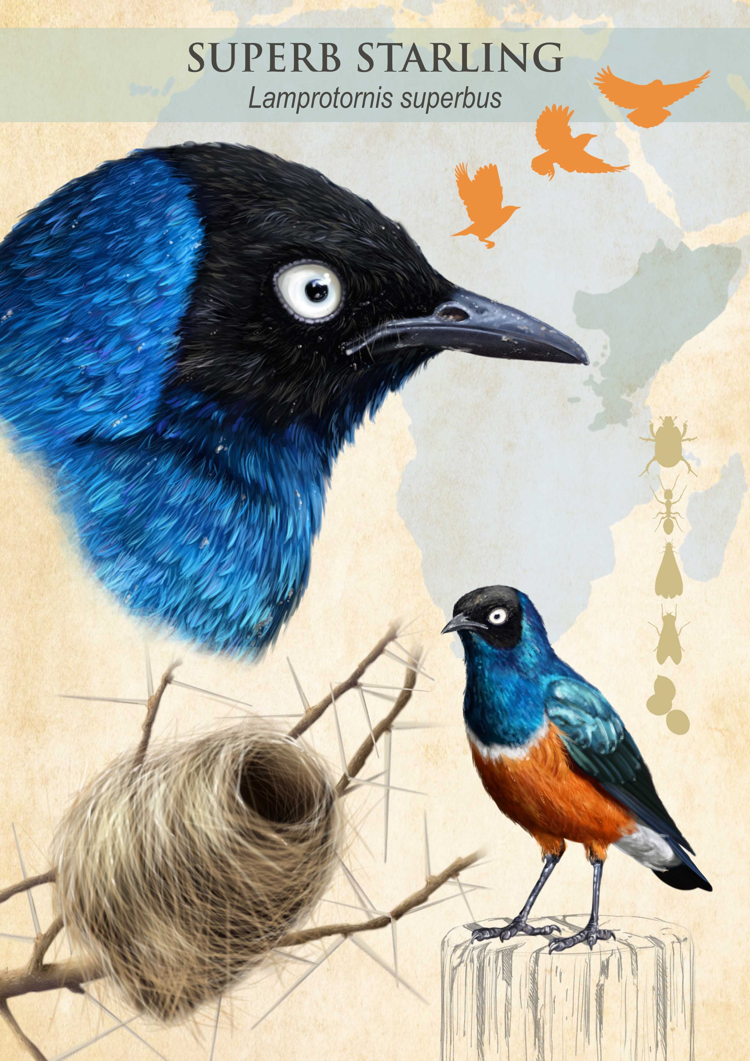 AlliedArtists-YleniaVimercati-PortfolioStarling.jpg
