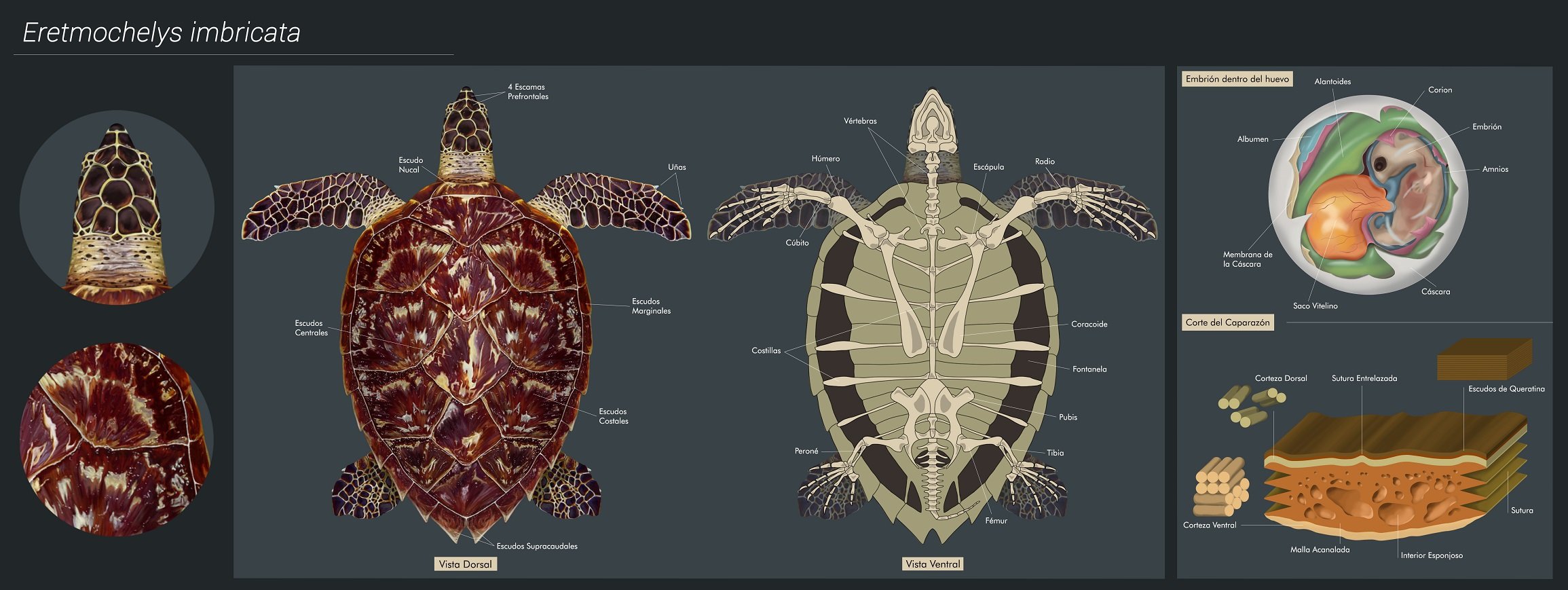 Illustration of a turtle, turtle skeleton and support factual illustrations.
