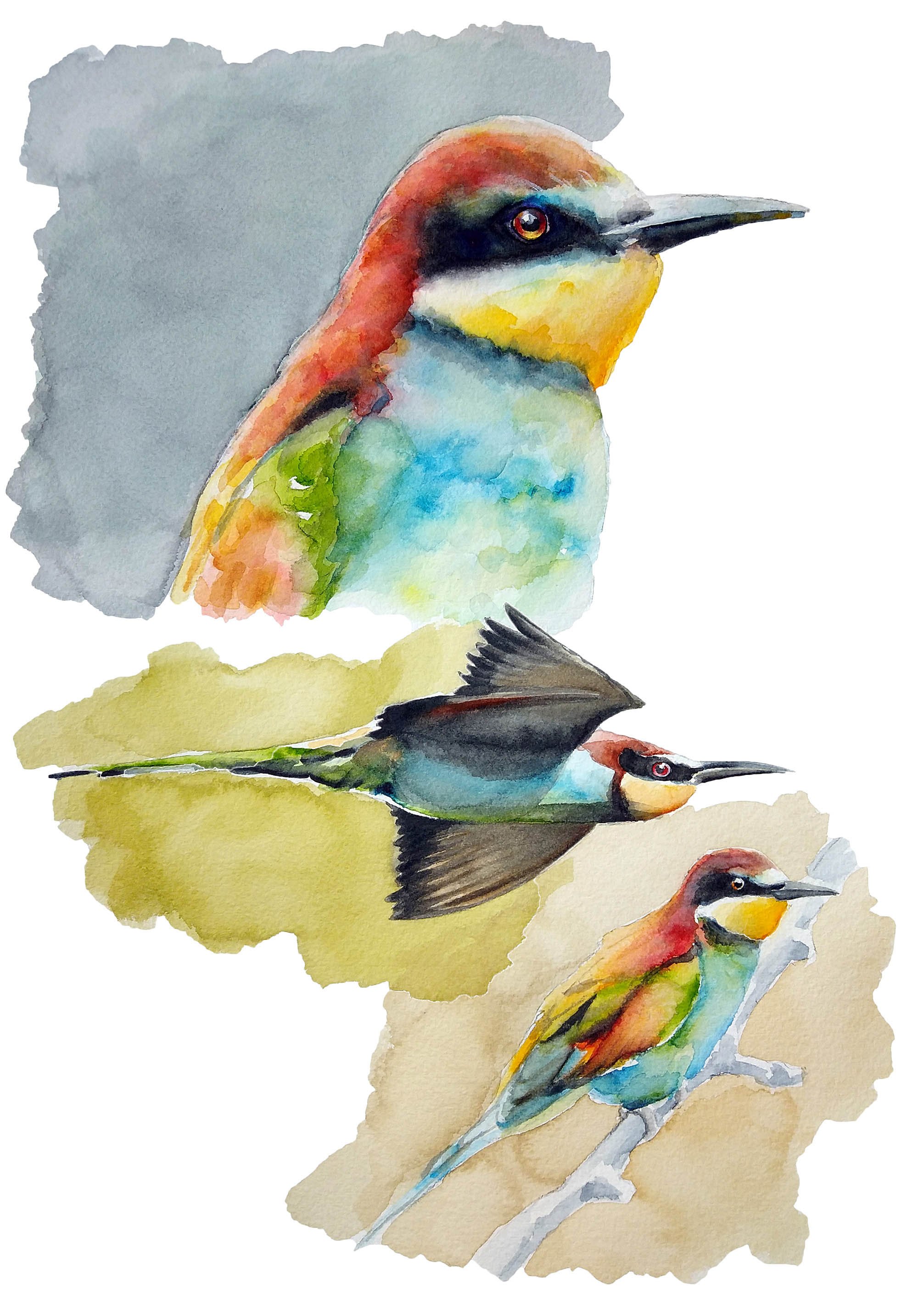 AlliedArtists-YleniaVimercati-PortfolioBeeEater.jpg