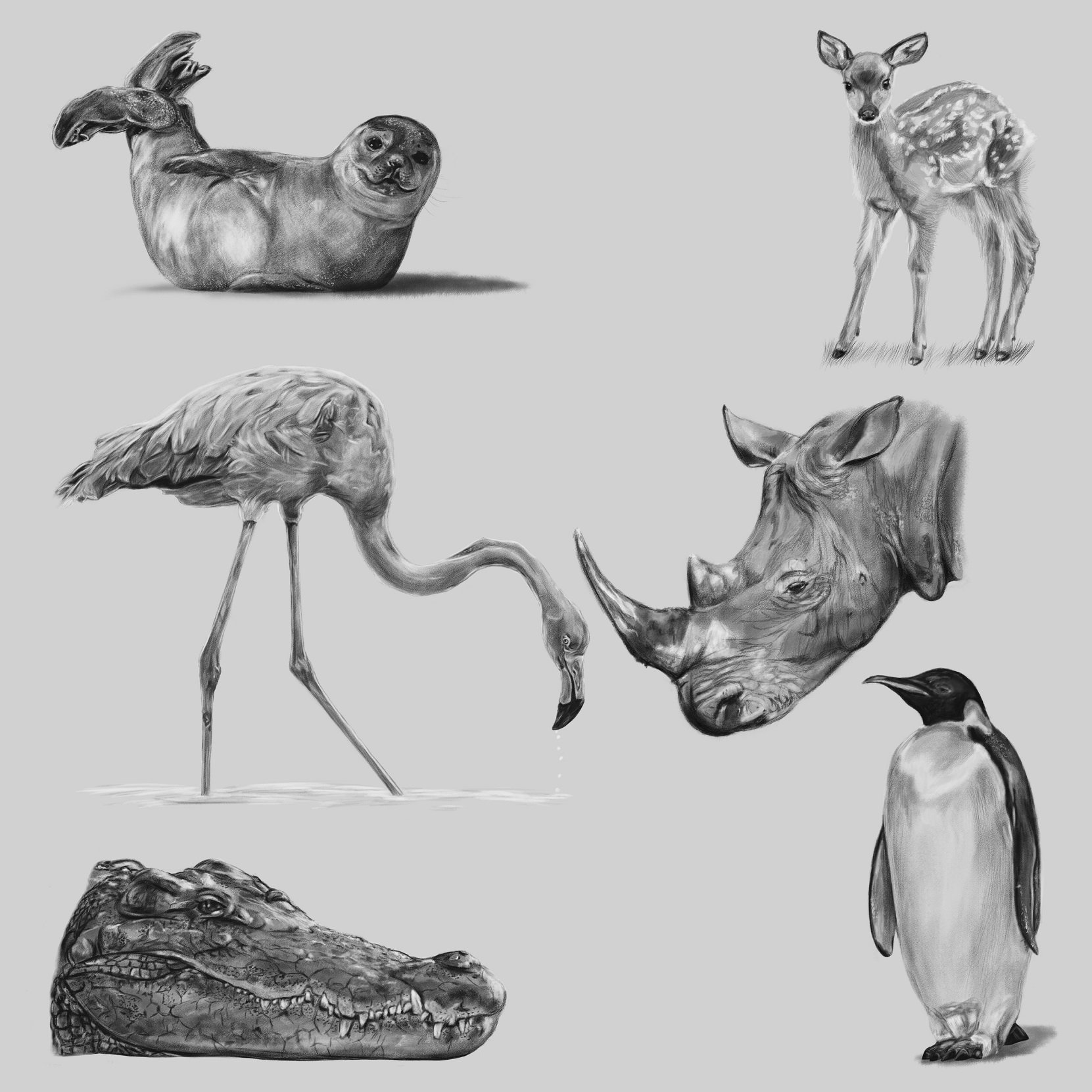 B/w illustrations of a baby seal, a deer, a flamingo, a penguin and heads of a rhino and a crocodile.
