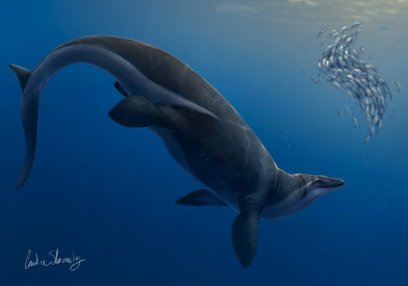 AlliedArtists:CarolineSlovensky:13KaiKaifilu.jpg