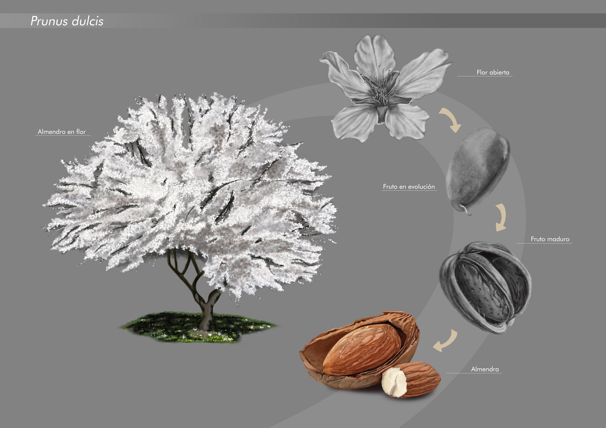 Illustration of a tree and the life cycle from flowering to nuts in a shell.