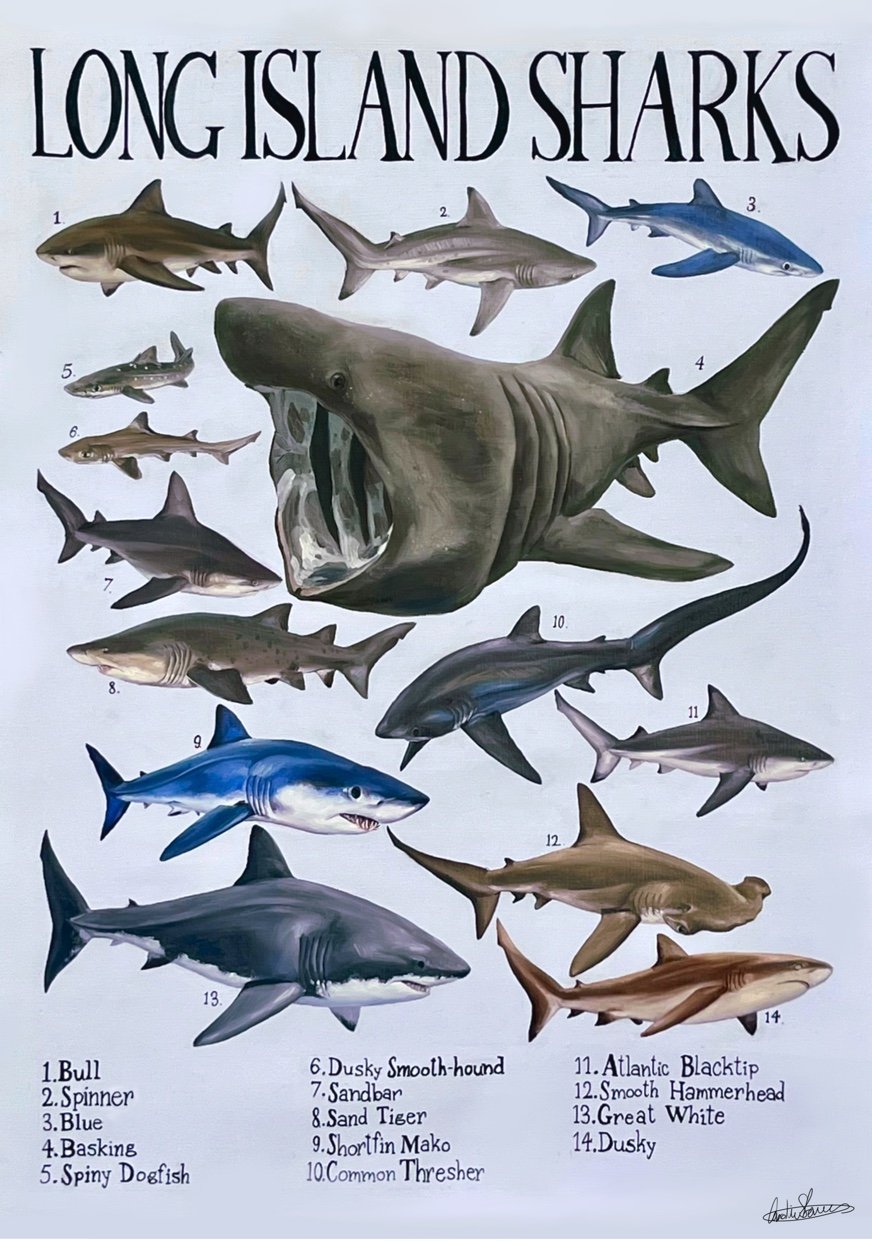 AlliedArtists:CarolineSlovensky:4SharksofLongIlsland.jpg