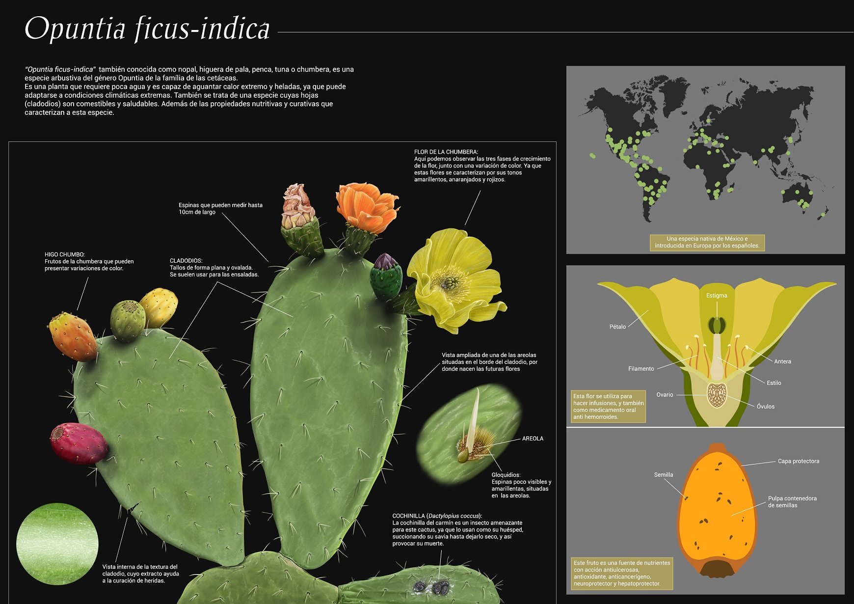 Illustration of a cactus with flowers and three support factual illustrations.