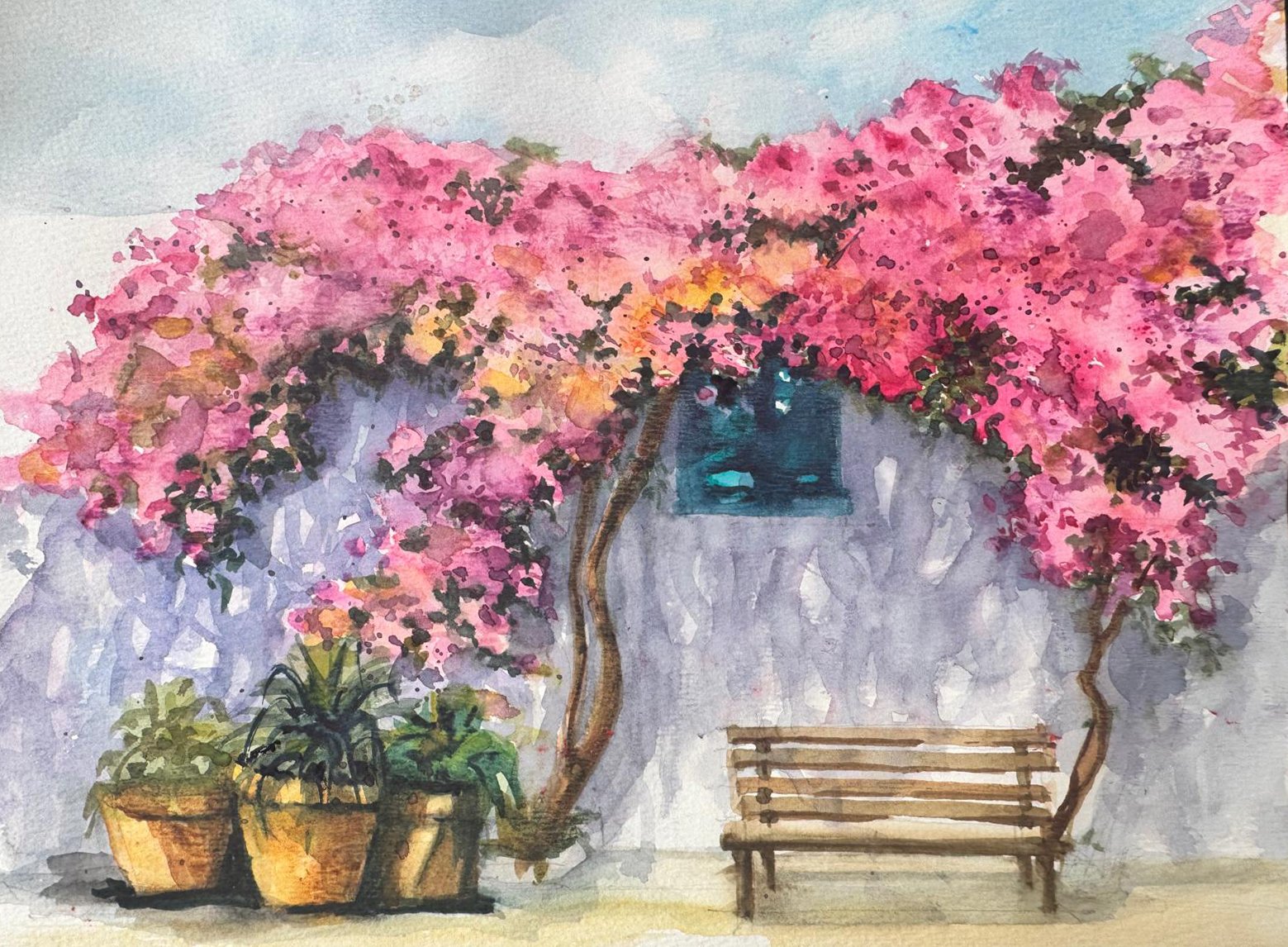 Bougainvillea