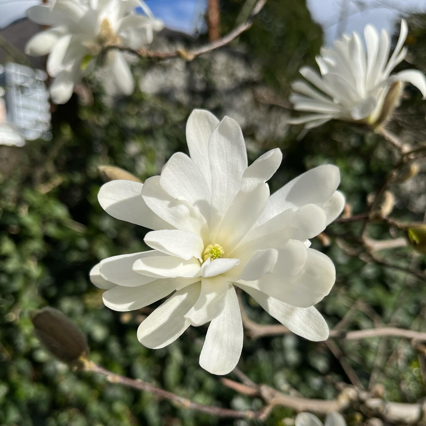 so many blooming lovely #magnolias, soaking up the sun
