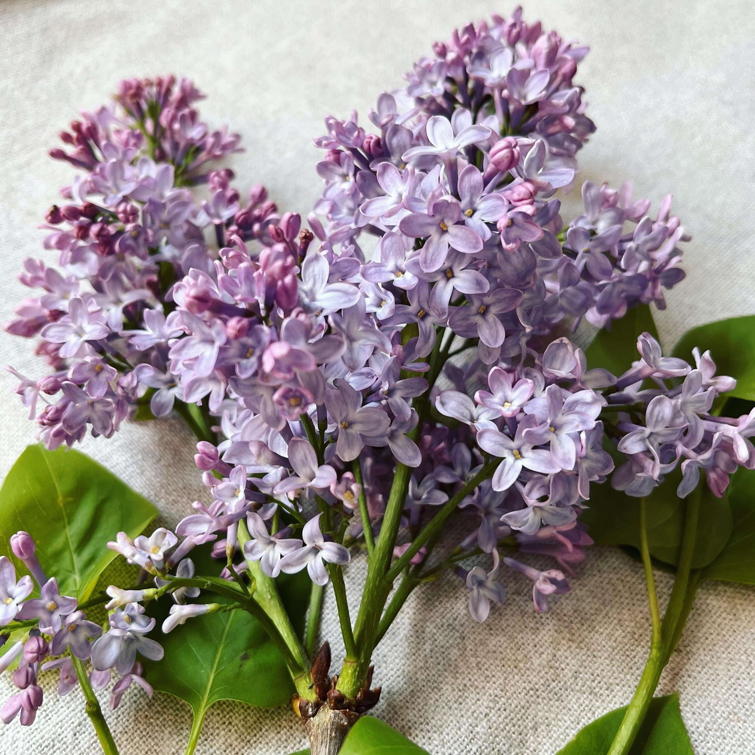 These lilacs are at their best, with a soft and gentle lilac palette, now that they are 3/4 open. 
Watch out for their fresh spring-note fragrance.

#springflorals #lilacs #natureinspired 🌿