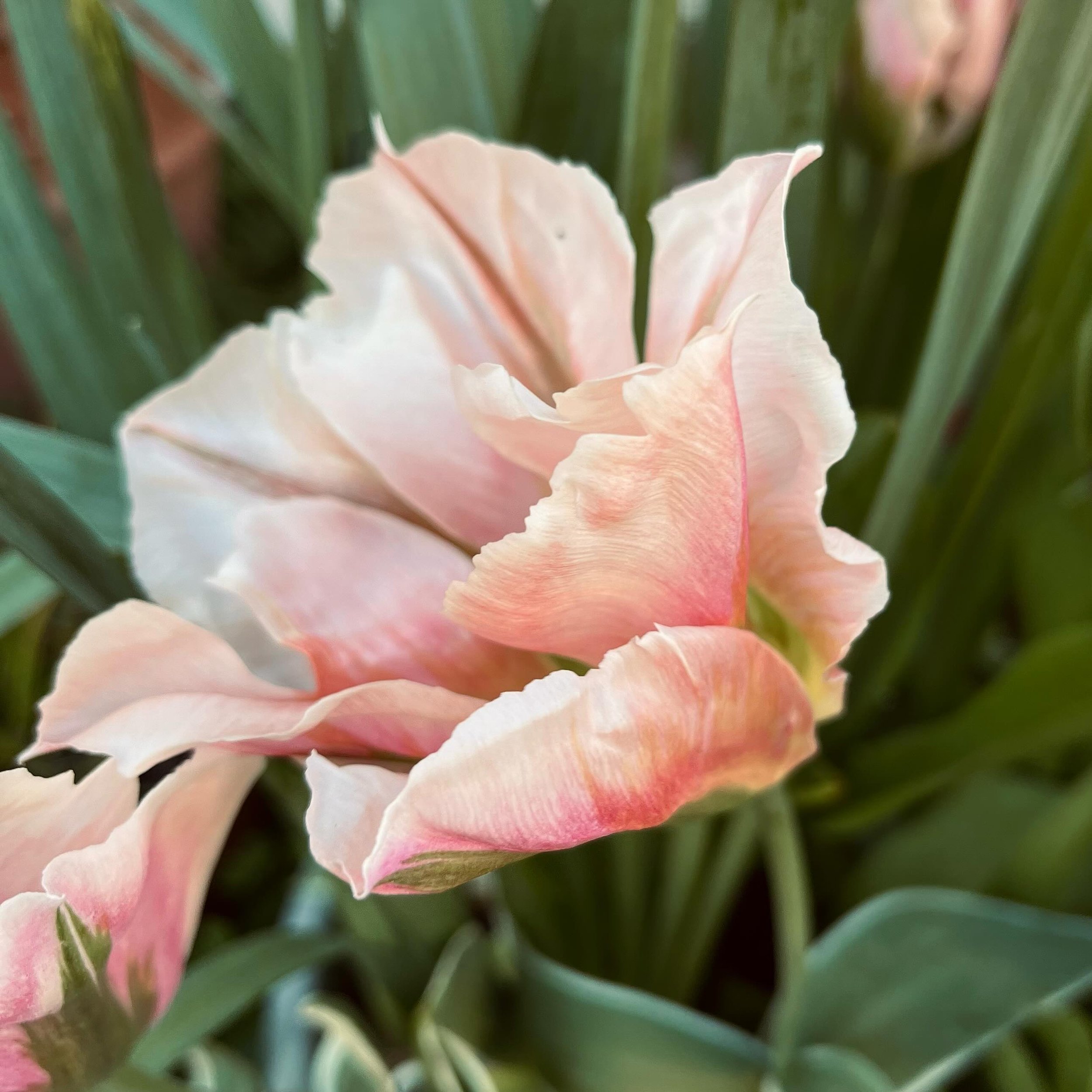 China Town tulip
silver-edged foliage
#blushtones #tulip #springhassprung :)