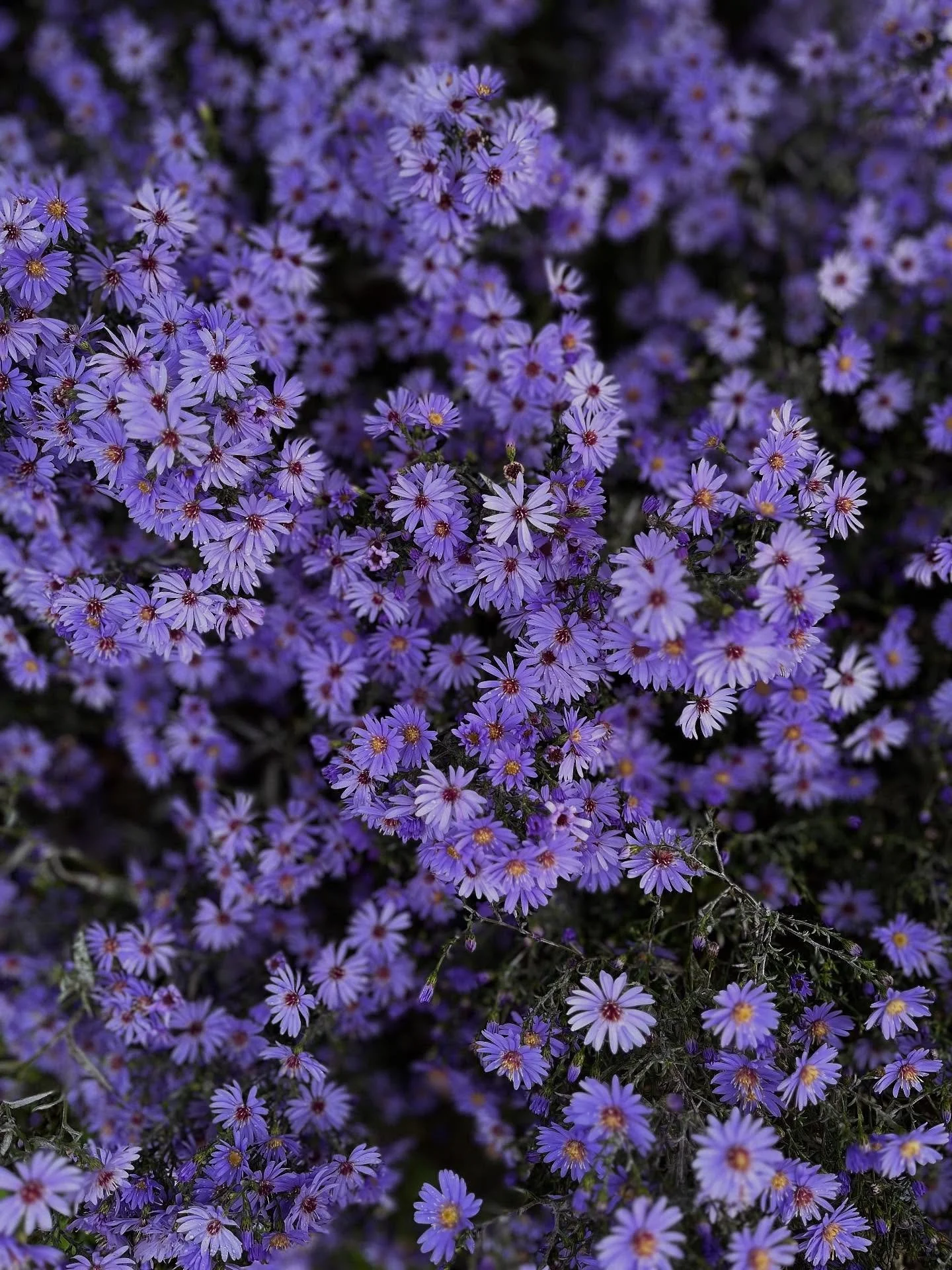 #aster #seasonal #septemberflowers 💜
