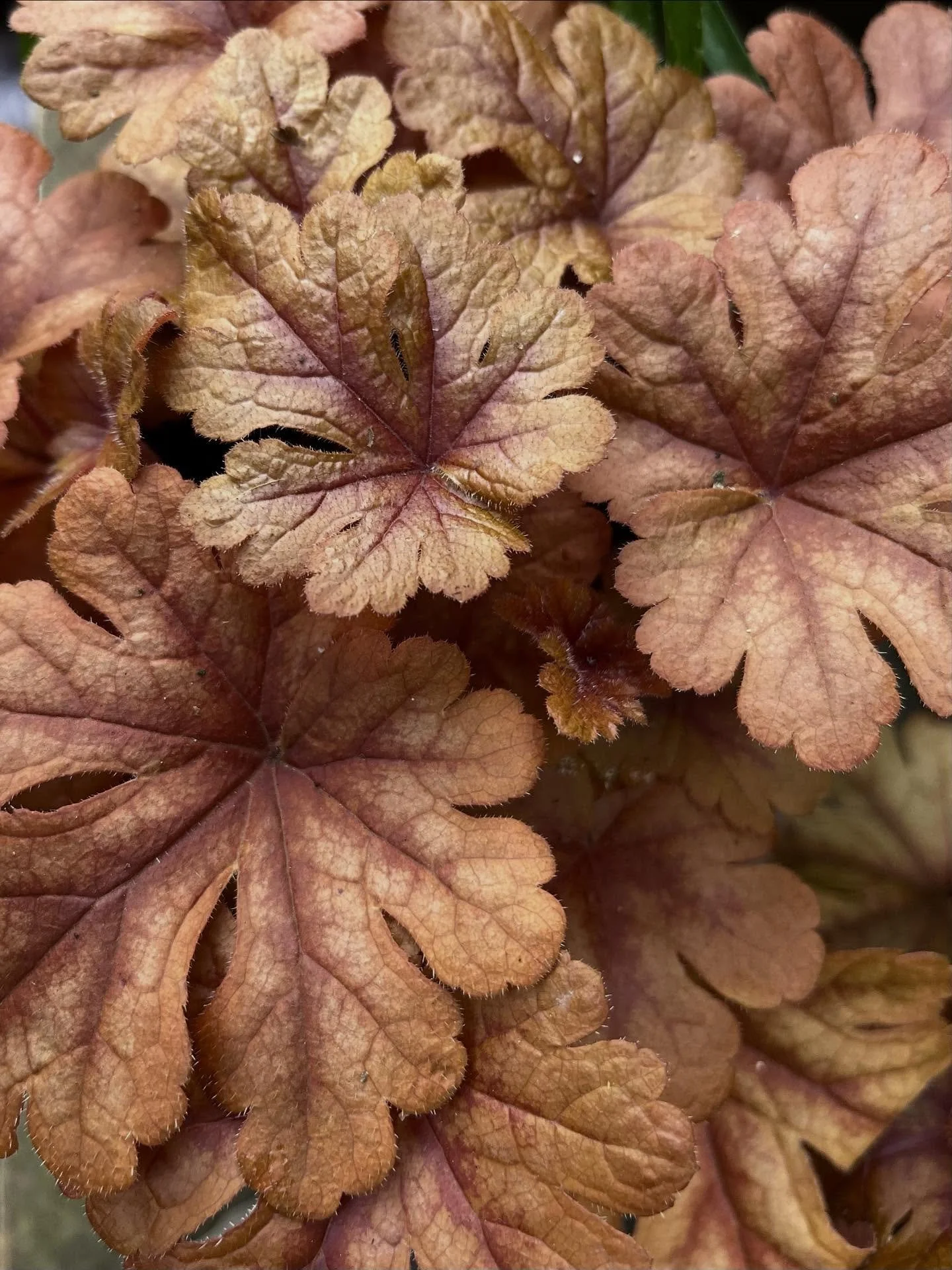 The colour of these leaves can be described as a warm coppery bronze with hints of rose and peach, #colourlove #coralbells 🤍