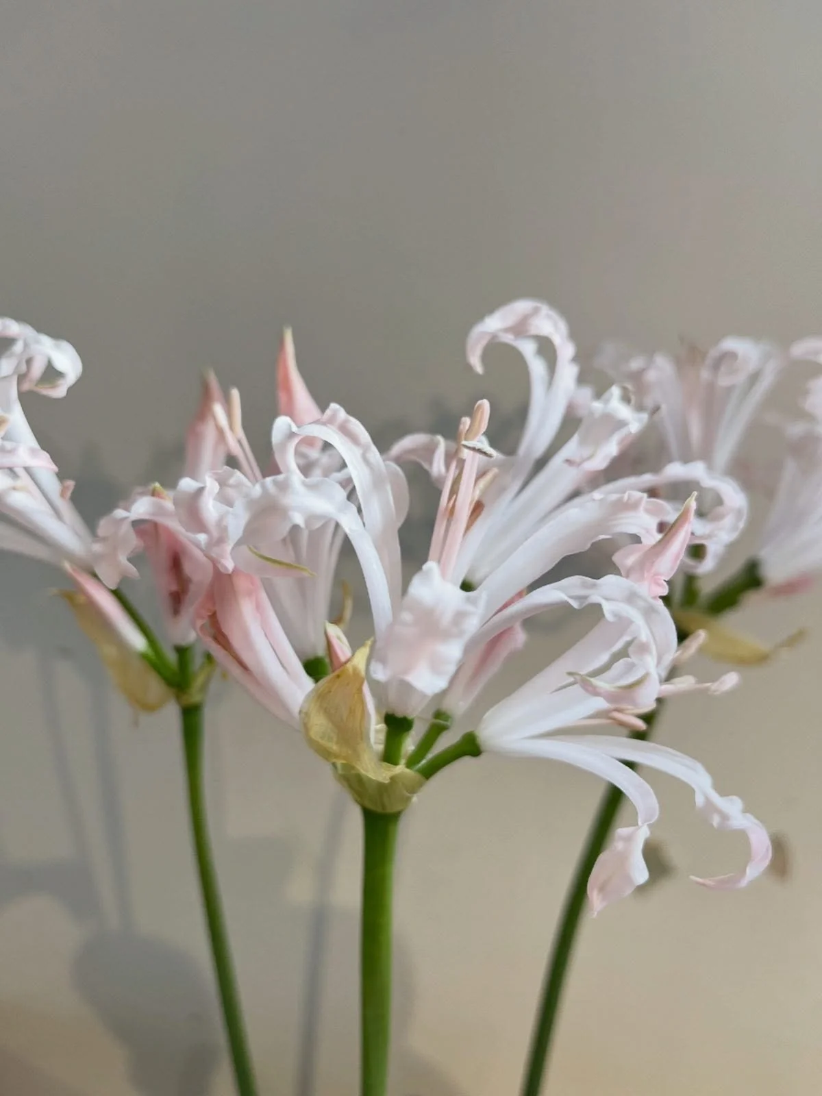 Autumn blooms and soft pink magic, nerines are in season! #autumnflowers #nerine #petalsoctober