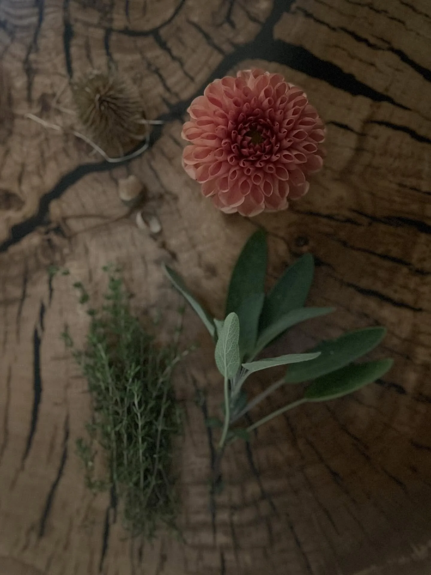 A U T U M N where dahlias meets acorns, rustic teasels and the scent of herbs - gentle reminder that there is beauty in every season 

#dahlias #autumngarden #seasonalflowers #autumnvibes ##seasonalsimplicity