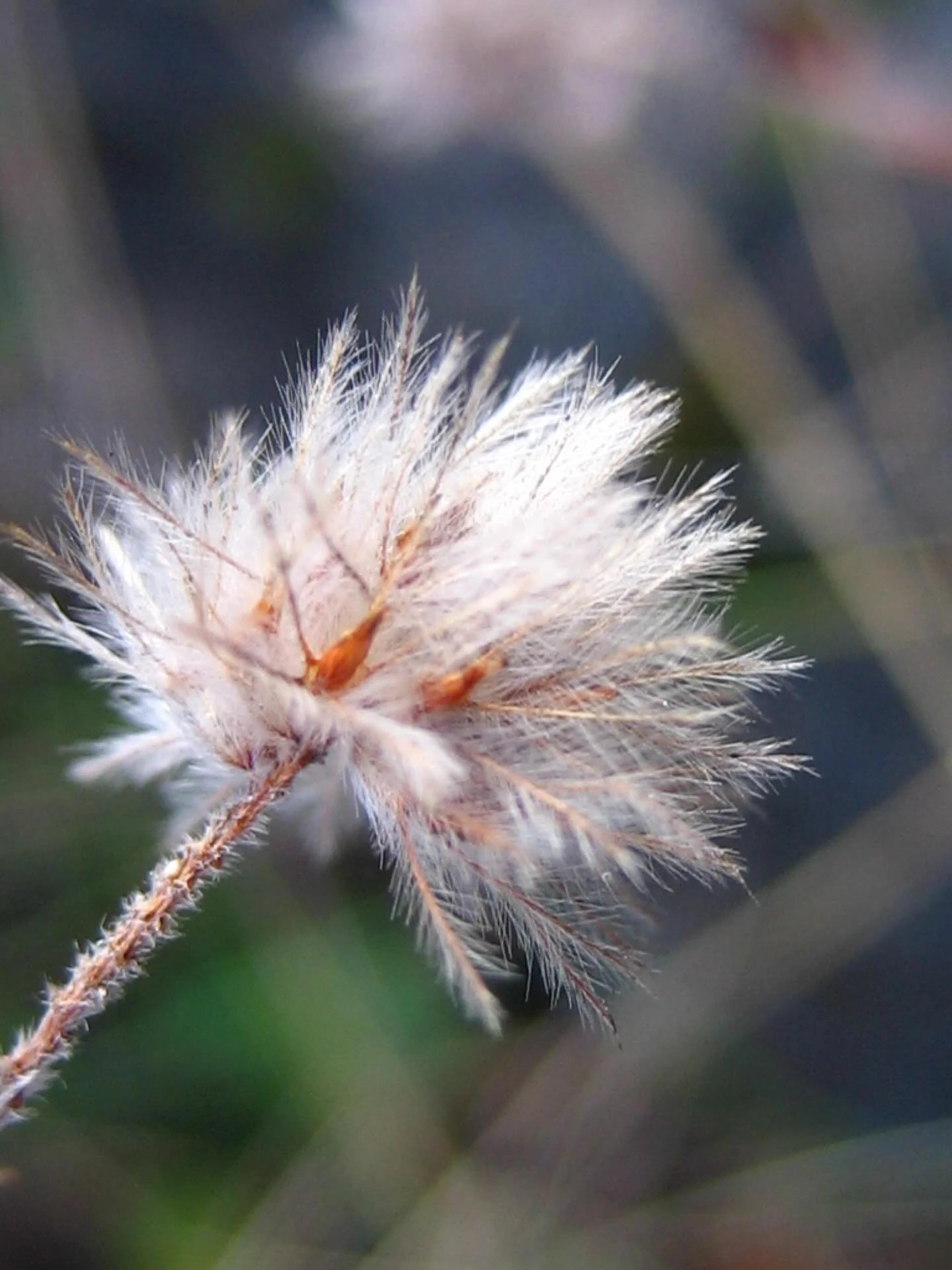 Soft, wild, and perfectly seasonal - celebrating the delicate beauty of natural grasses this November. Nature's textures, up close.

#wildgrass #naturedetails #seasonaltextures