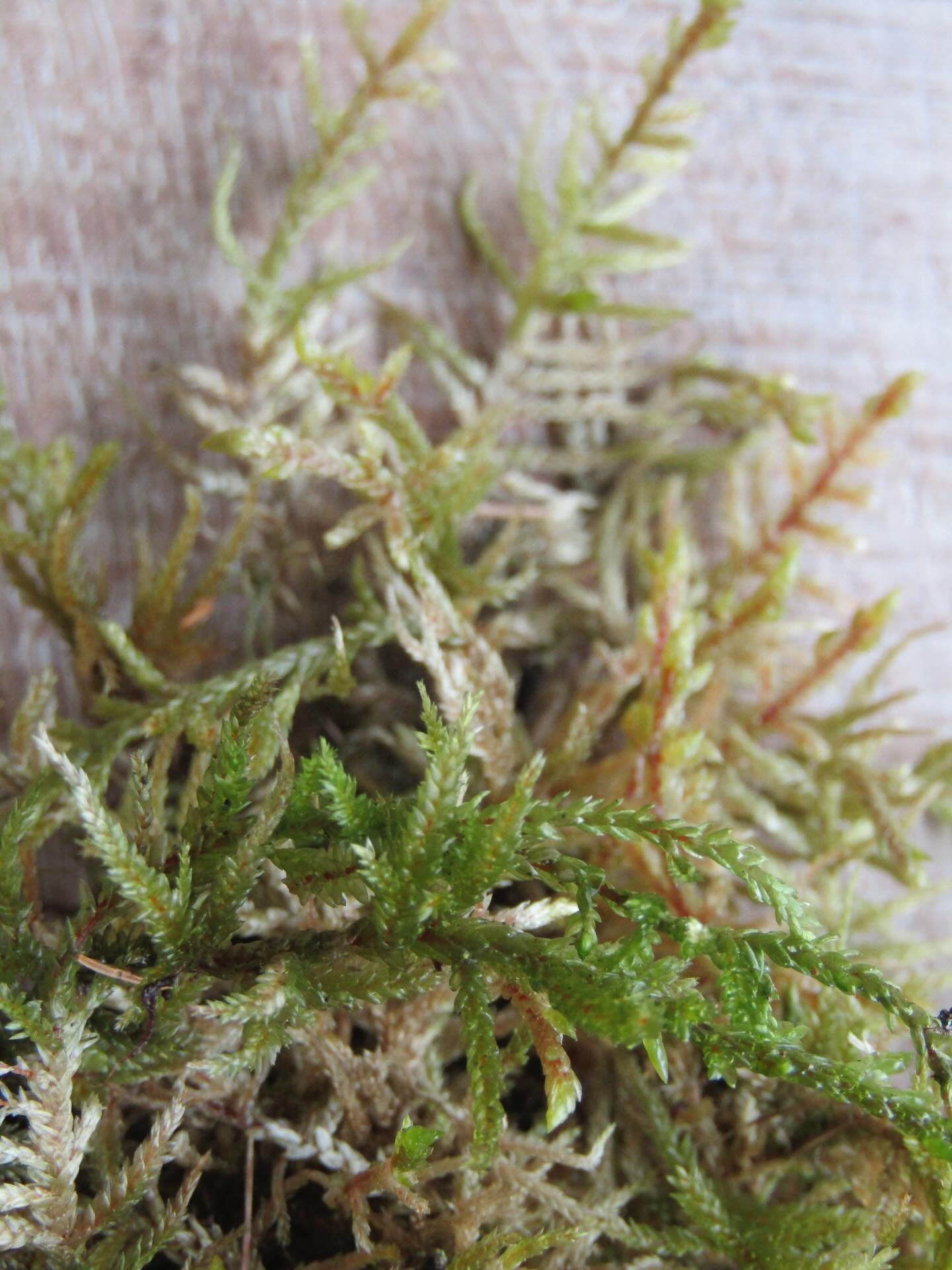 #wreathmaking, English sphagnum moss 🇬🇧
