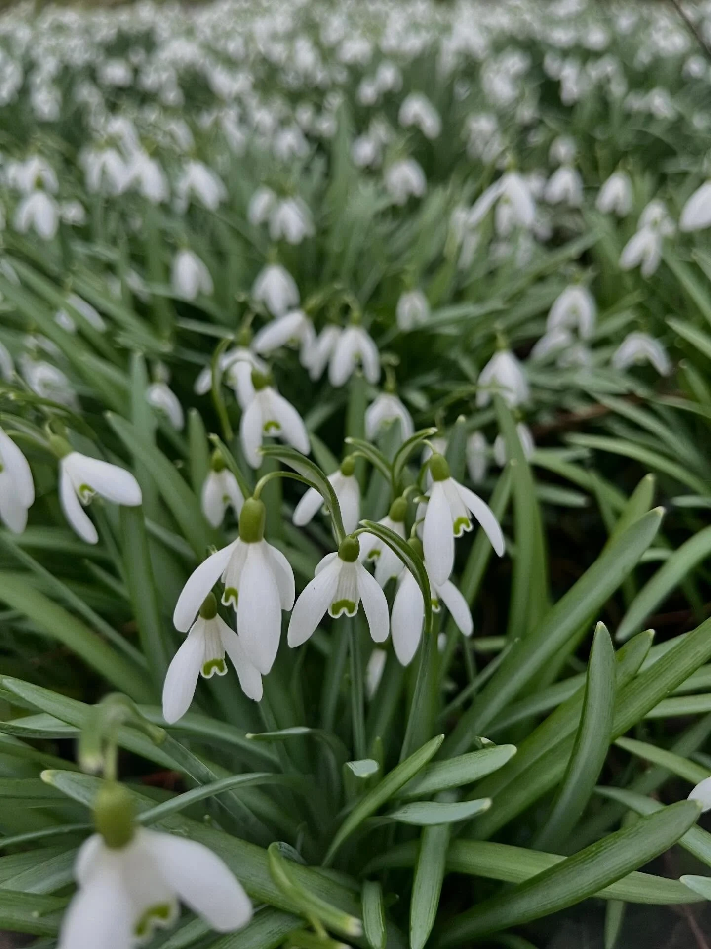 Delicate seasonal beauties, withstanding the cold, wet, and windy British Isles 🤍 #snowdrops