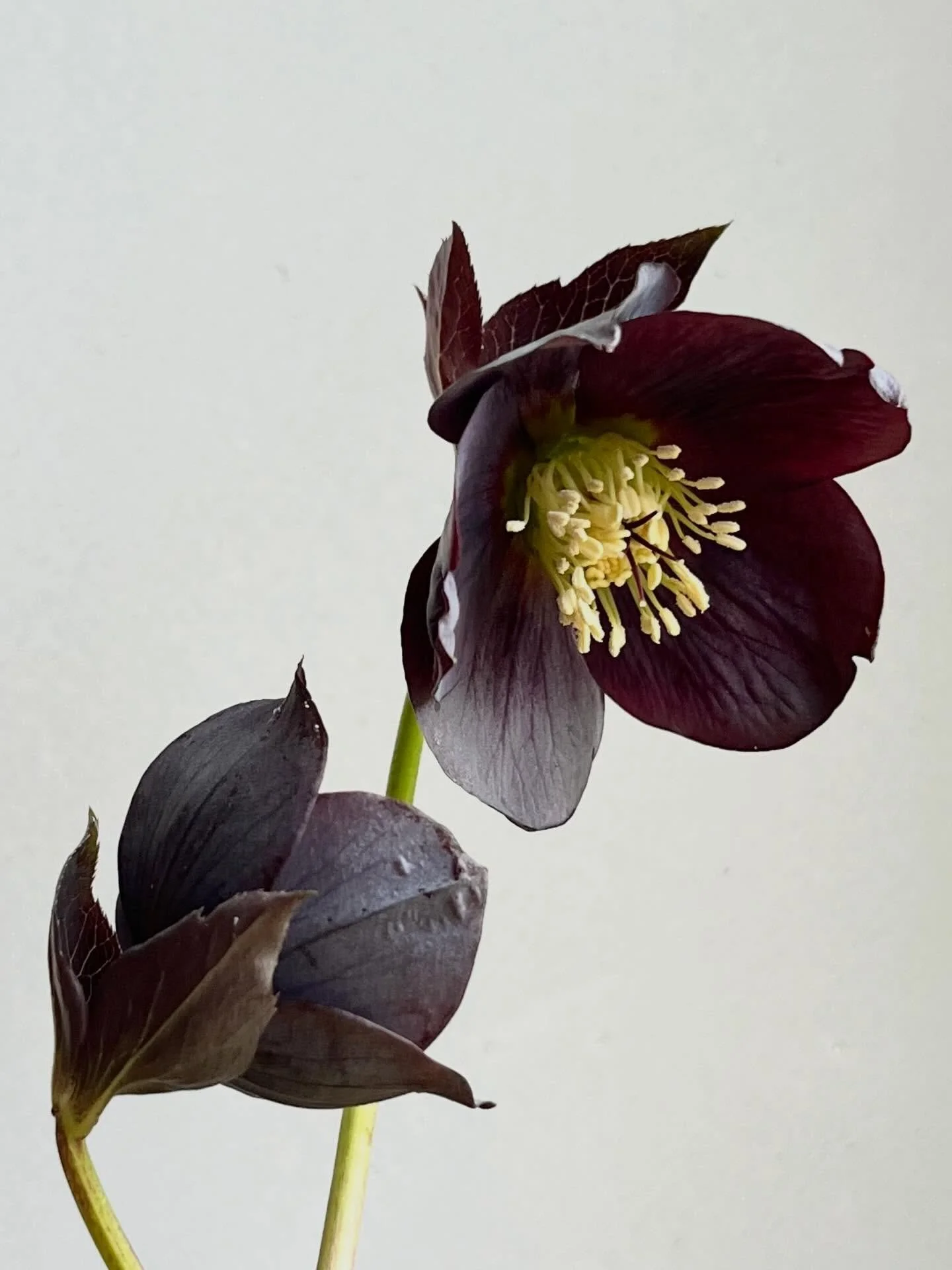 Stunning black hellebores, with velvety petals for modern wedding florals 🖤
#blackhellebores #winterflowers #seasonalflowers