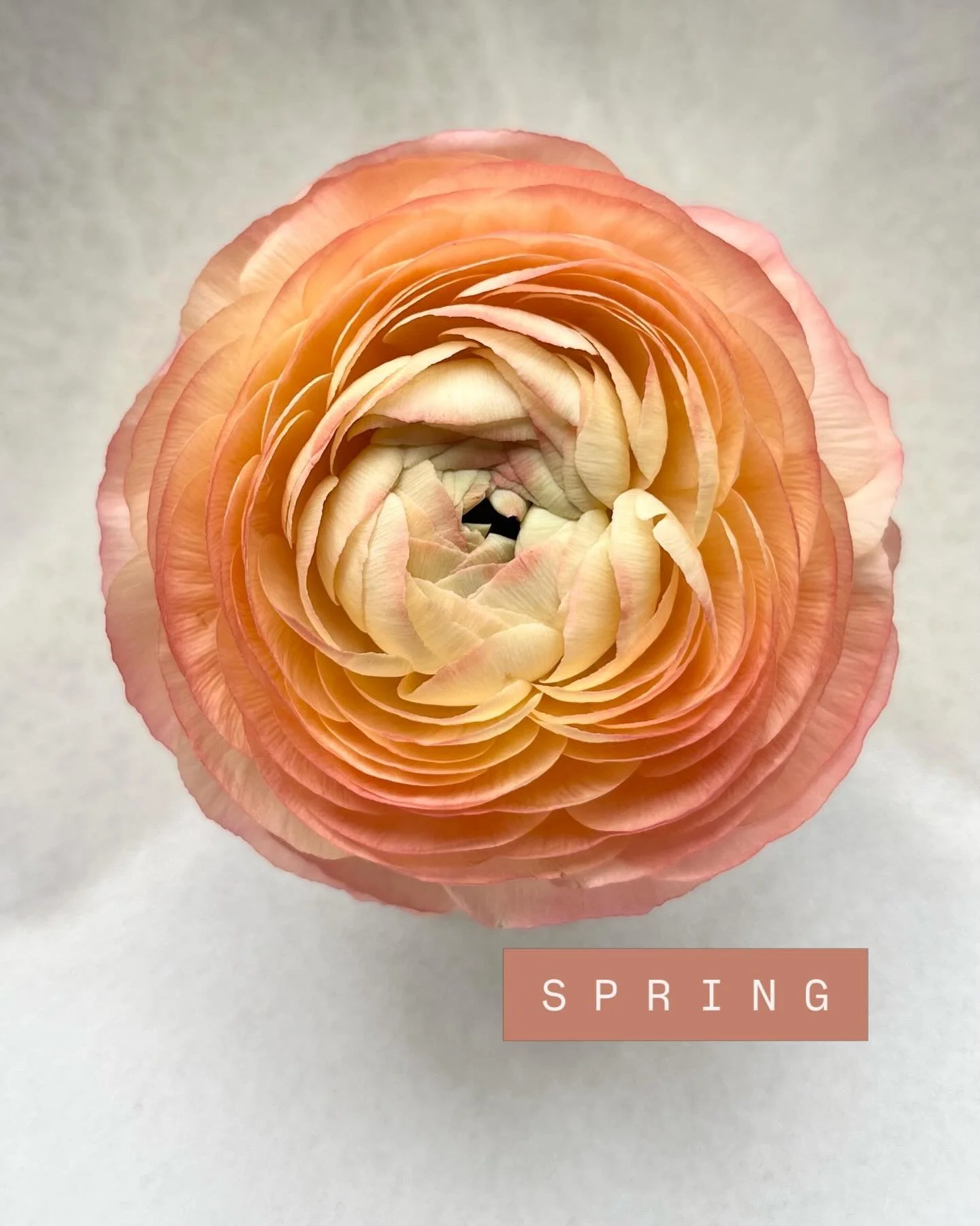 Welcome, spring 🤍
Soft coral ruffles unfolding like the gentlest seasonal ranunculus &hellip; 
Layer upon layer of warmth, light, and new beginnings in the UK and the Alps

#seasonalblooms #sustainablefloristry #ranunculus