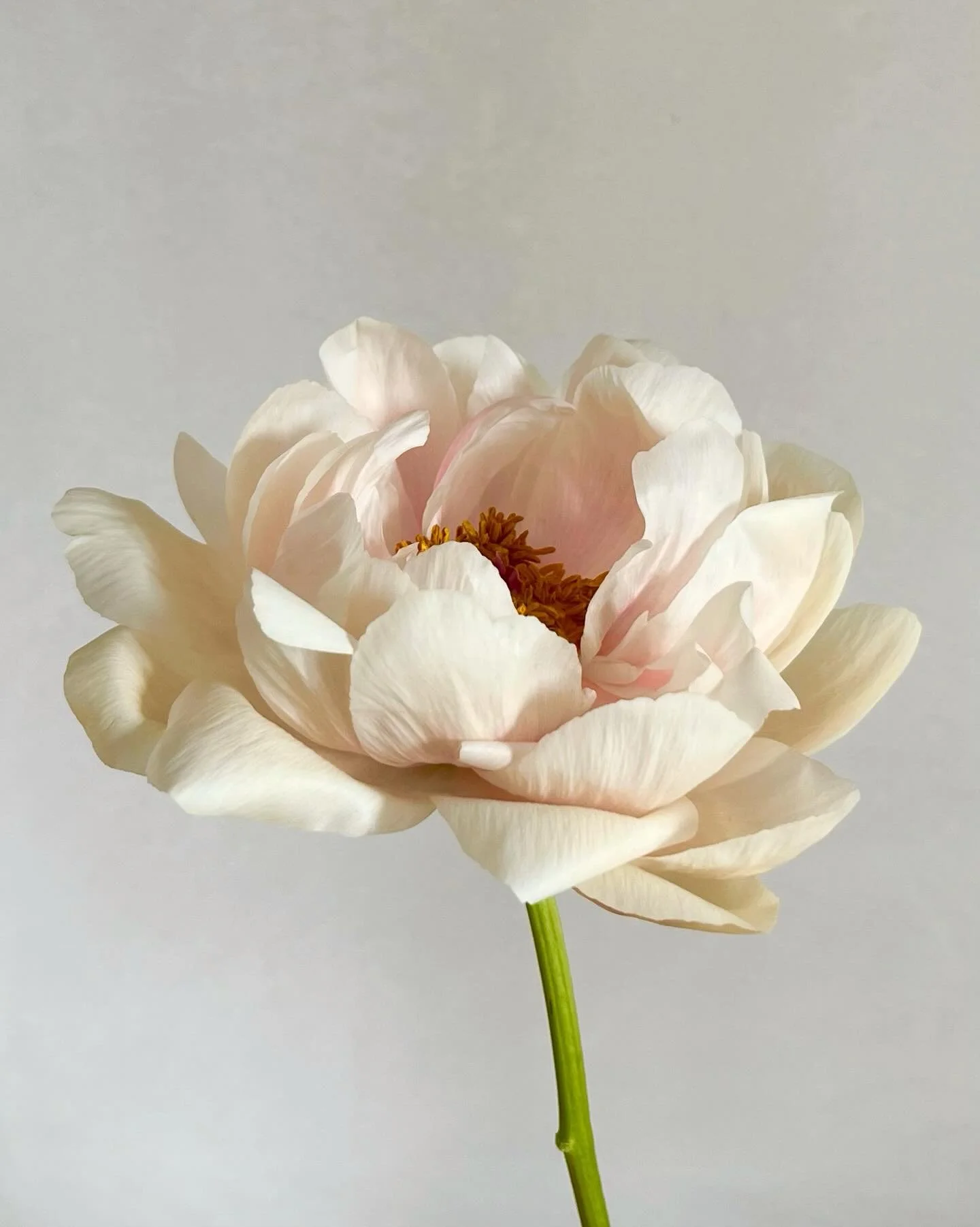 Soft, romantic, and made for saying &ldquo;I do.&rdquo; A delicate bloom for the most beautiful wedding moments.
#WeddingFlowers #BridalBlooms #Peony