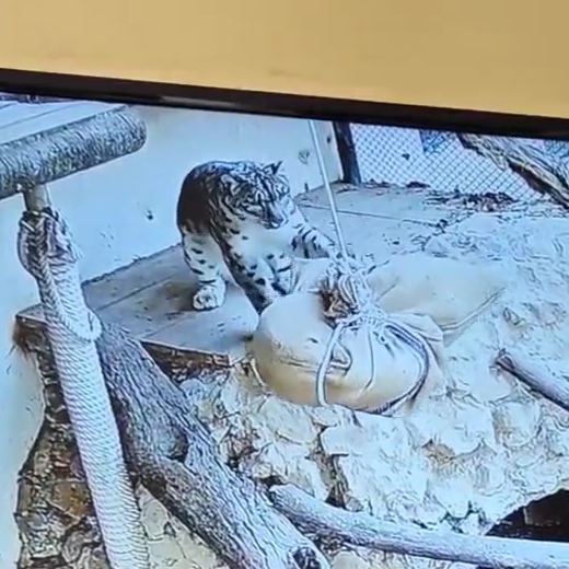 Kanchan interacting with a scent bag enrichment I made and installed. Click image to open a video of enrichment.