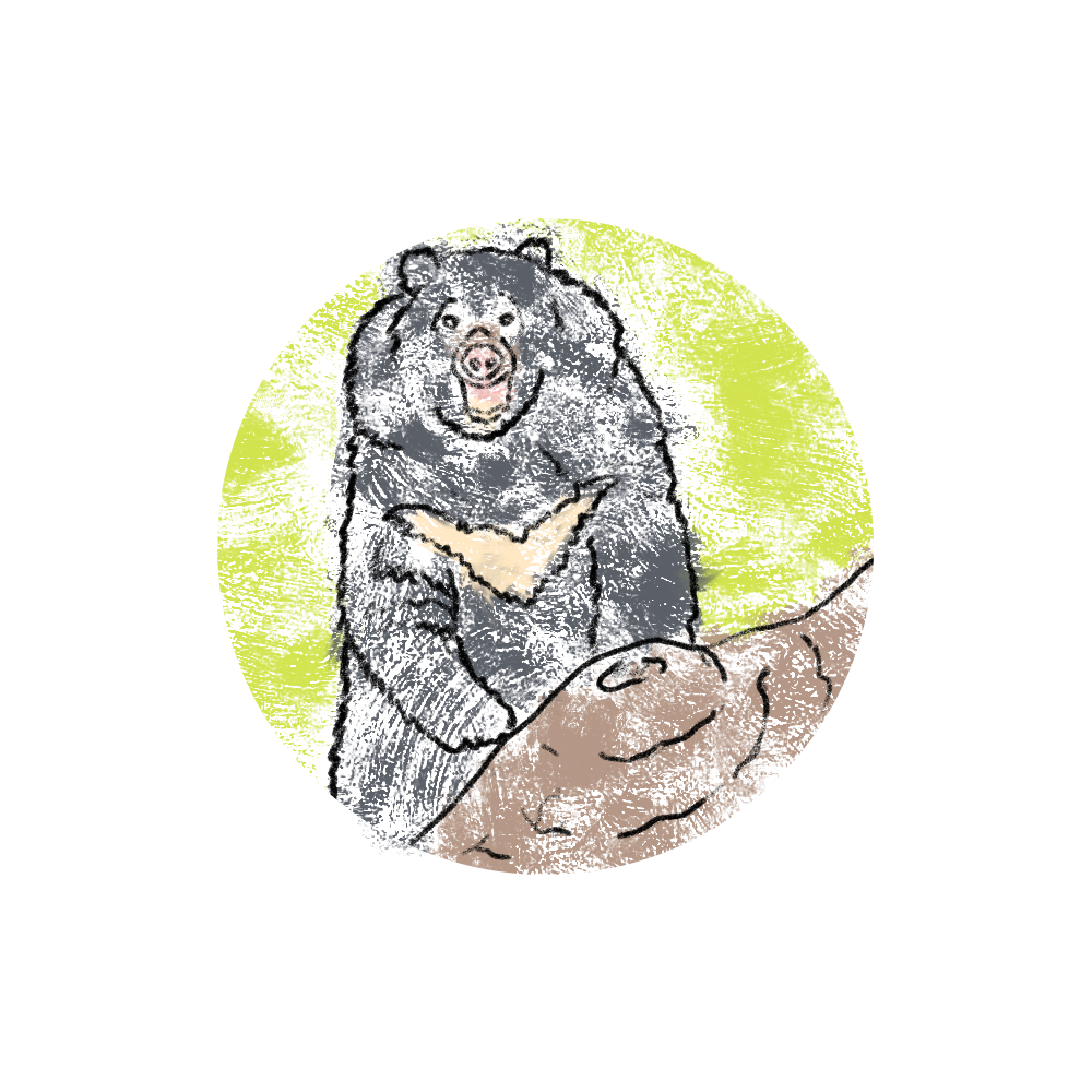 Himalayan black bear colored.