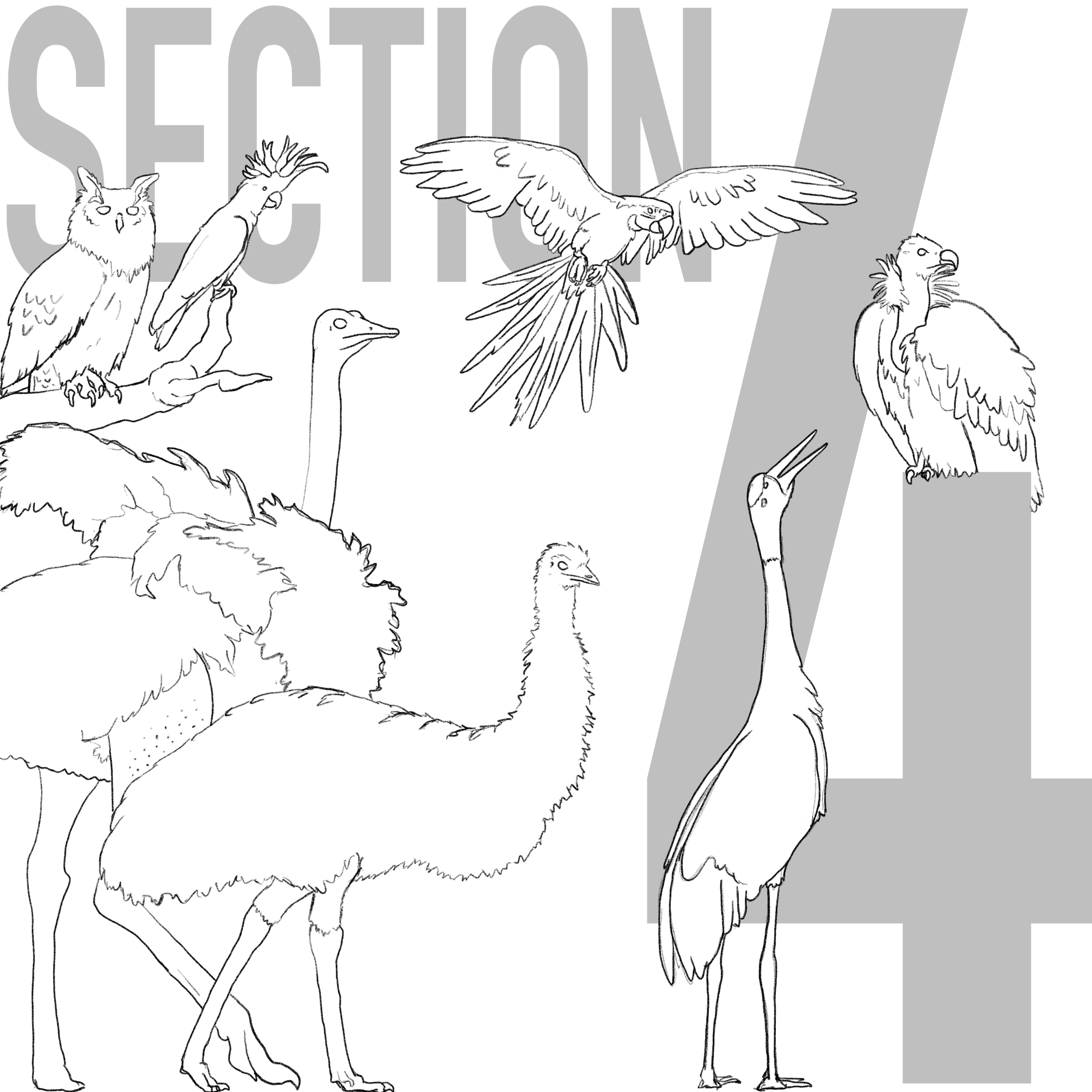 Splash starring the main attractions for section 4 of Central Zoo.