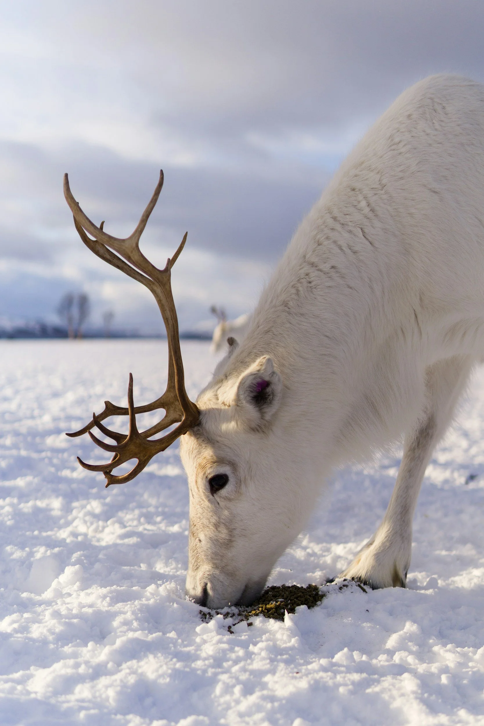 Reindeer Day