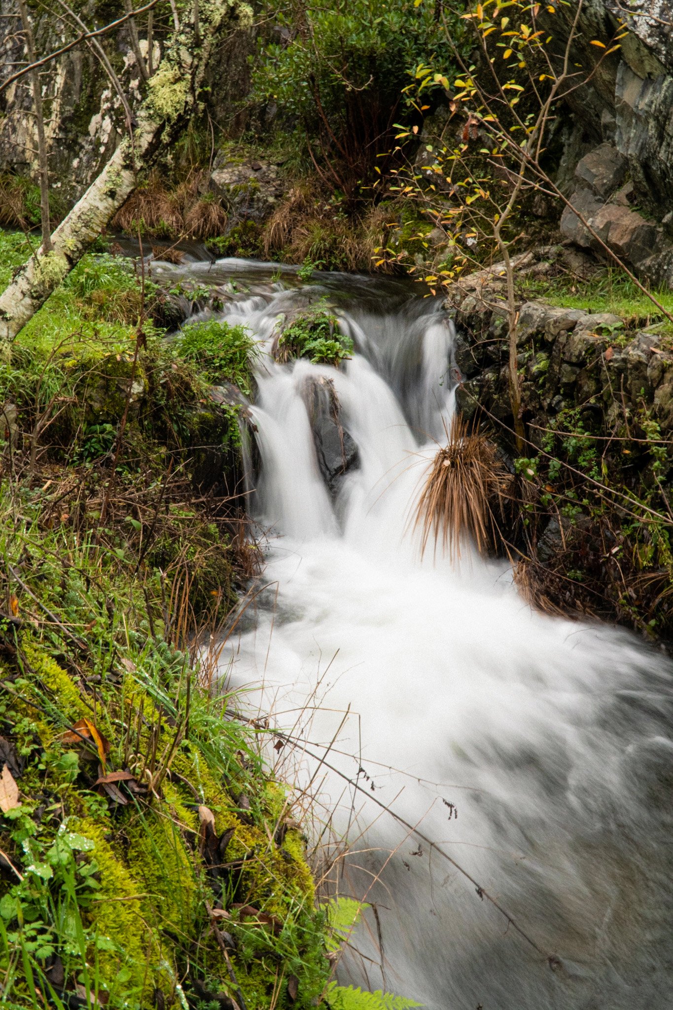 Rafael de Oliveira - DSC08022.jpg