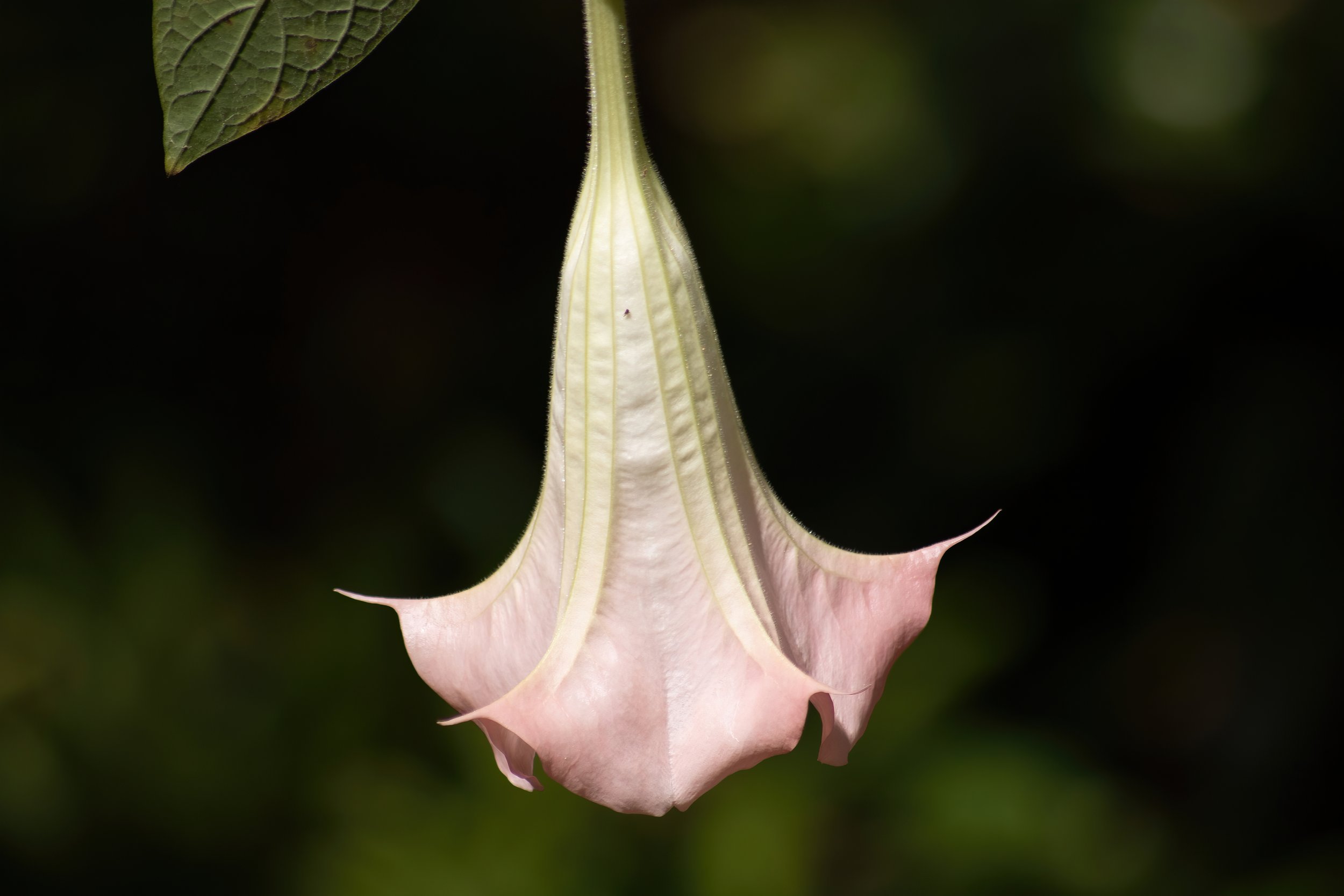 AdobeStock_423602959.jpeg