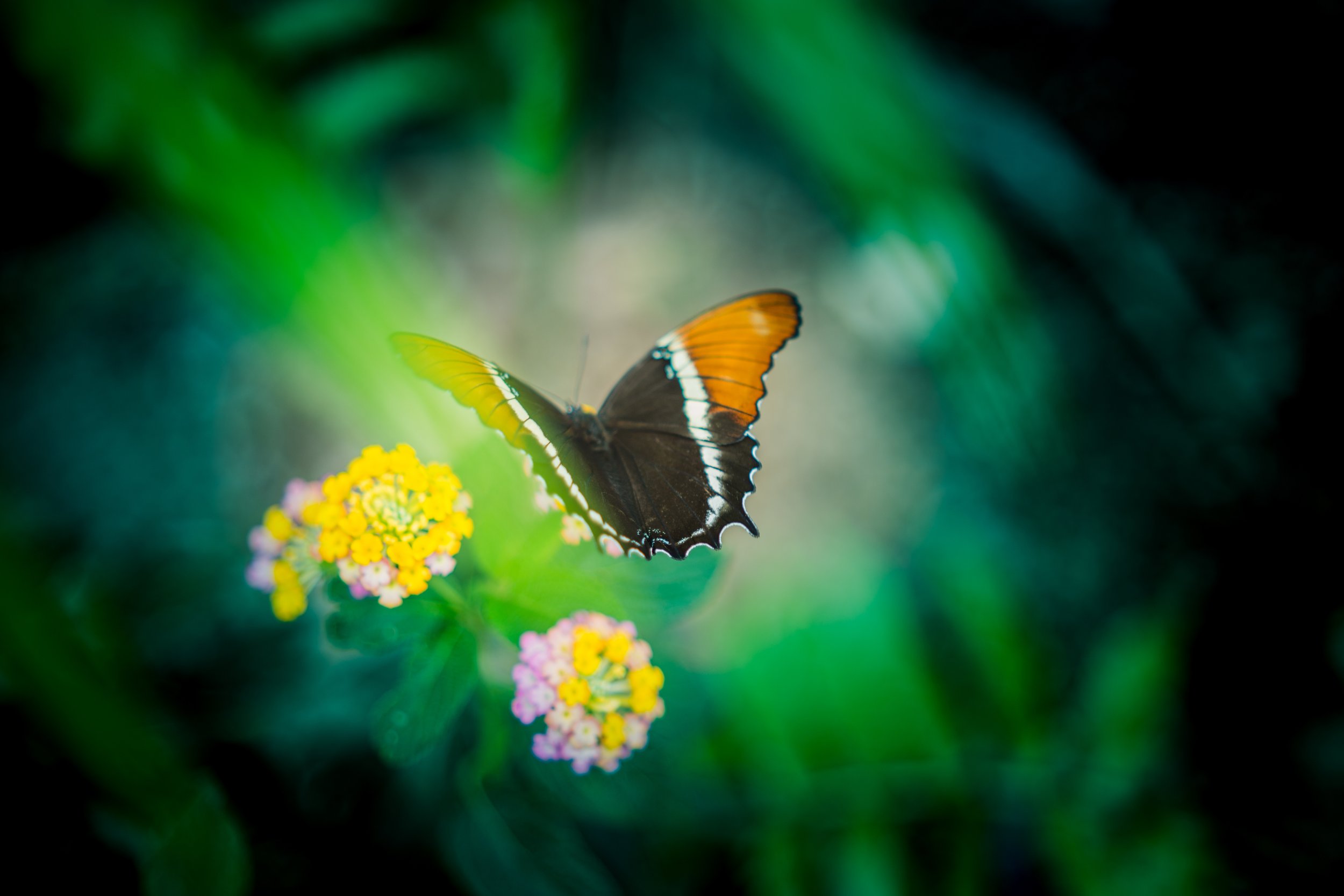 AdobeStock_606171310.jpeg