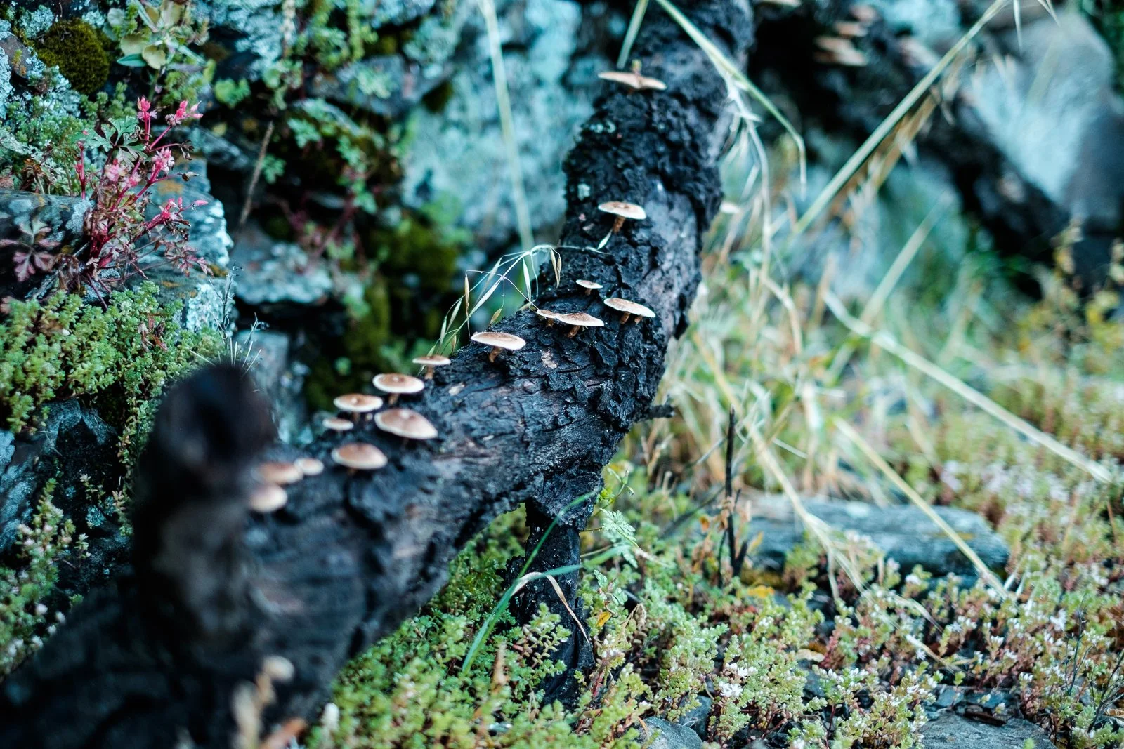 Joshua Winter - DSCF6800.jpg