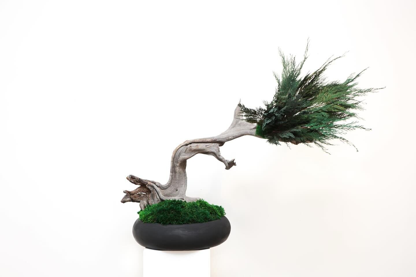 Our Bonsai collection has always been a hit for a diverse clientele needing organic vibes yet still w/ a bit of moody notes! Documented by @made.sic - we are for you at TBM - @dallasmarket @ddesigndistrict #nature #luxury #organic #movement #art #lov